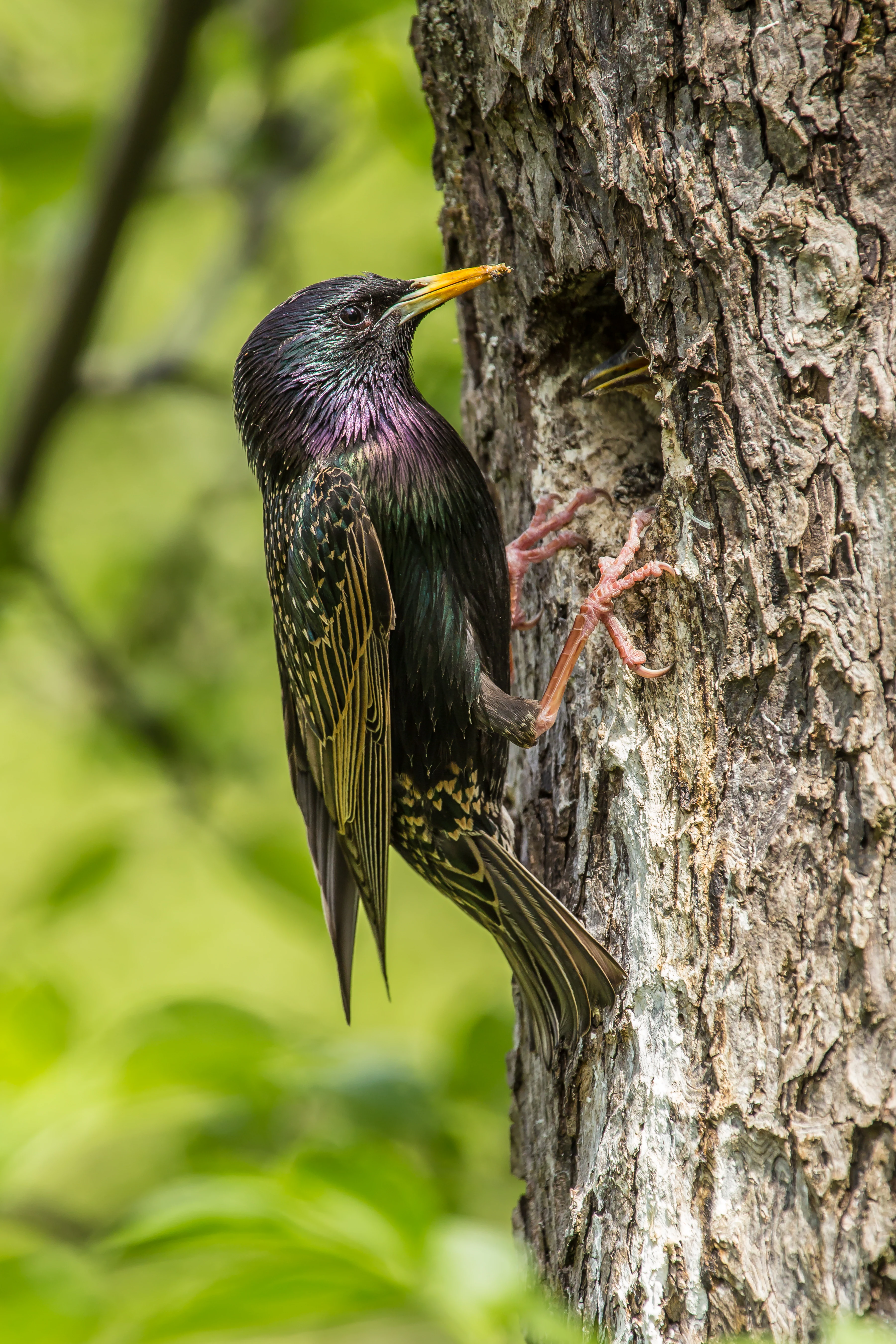 A common starling with iridescent dark plumage and yellow beak clings to a tree trunk, feeding chicks visible inside a tree hollow, with blurred green foliage in the background.