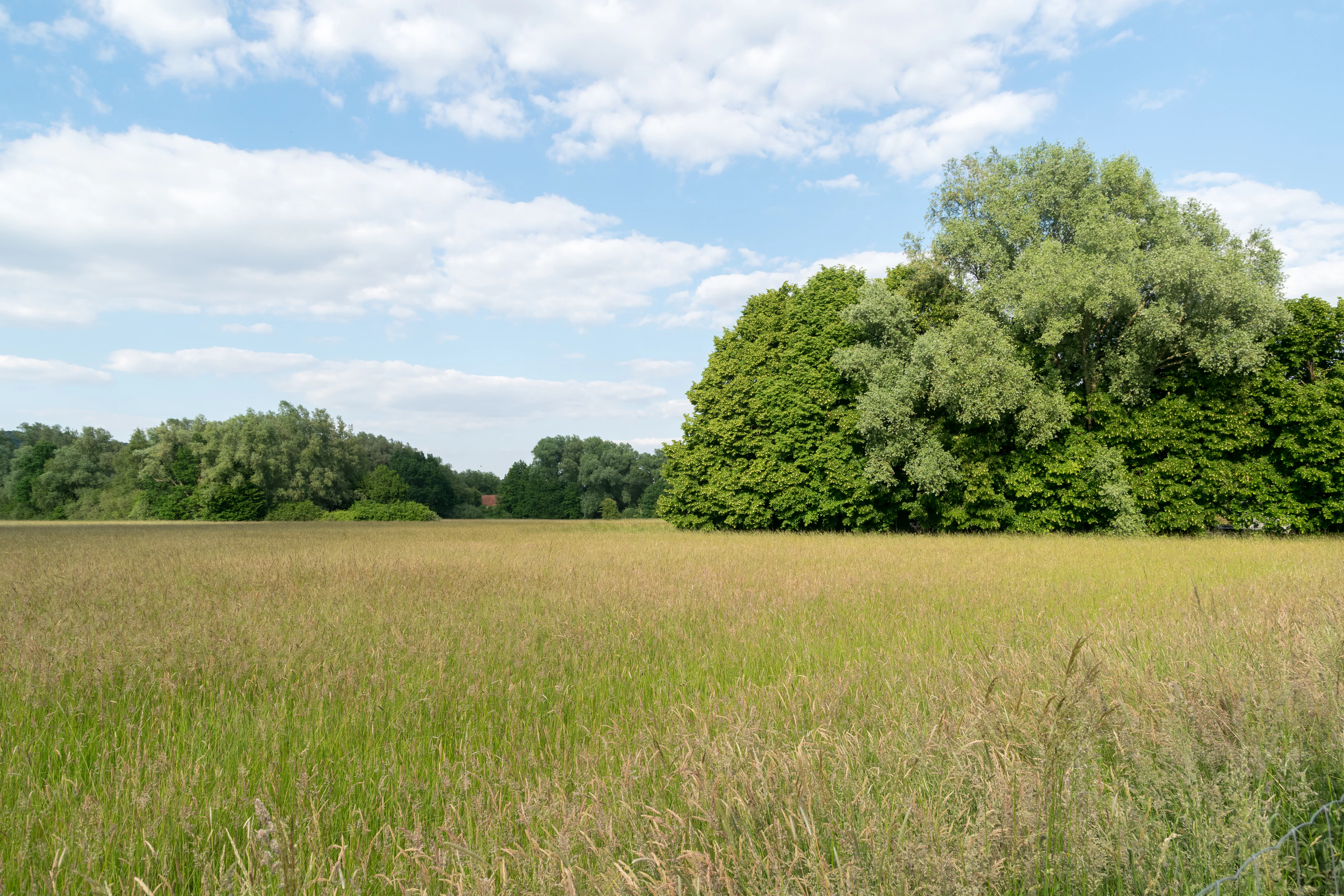 A wide view of a sunlit grassy meadow in the foreground leading to a dense line of trees under a blue sky with scattered clouds.