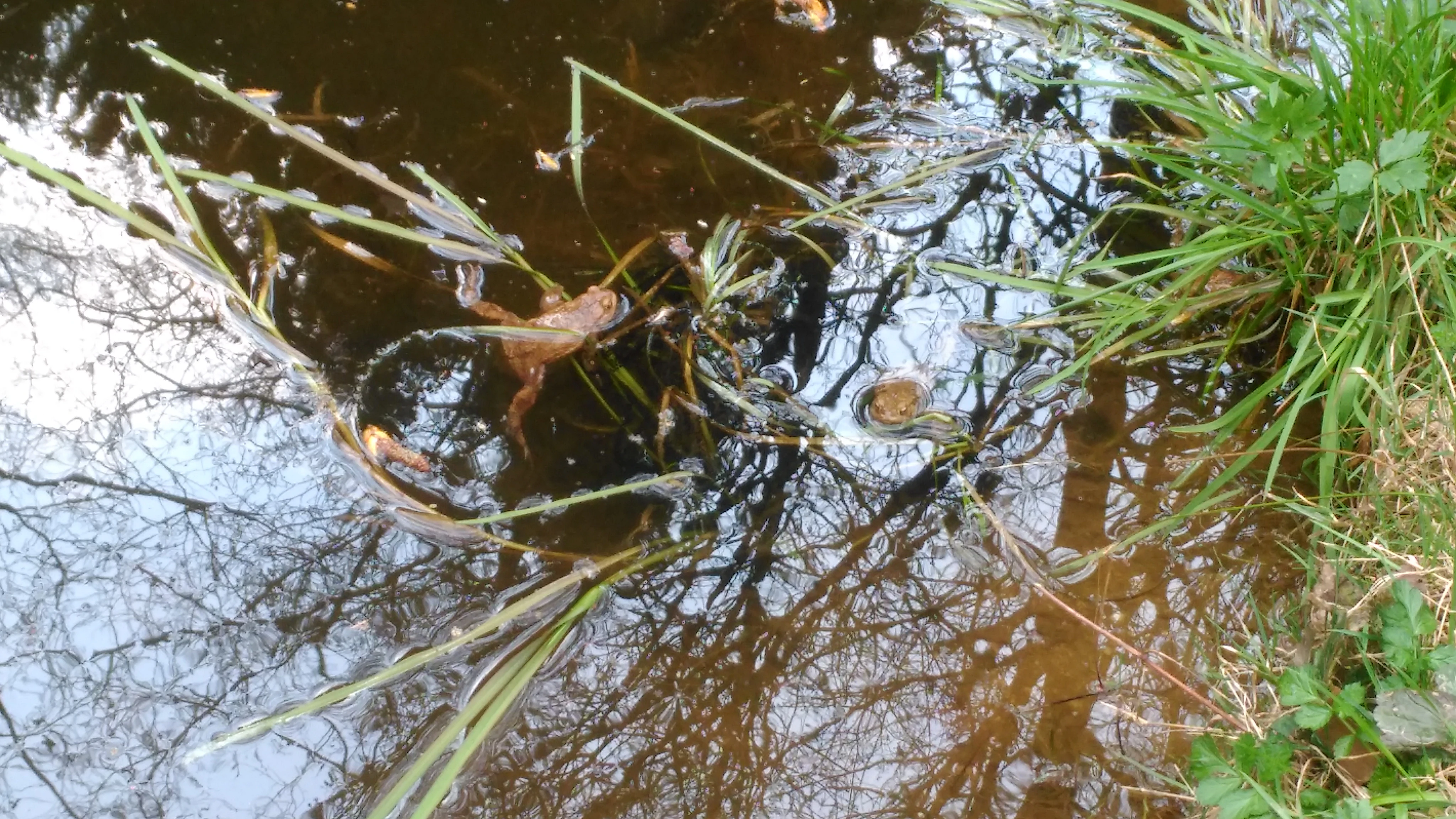 A brown frog swimming in dark, still water surrounded by marshy grasses, with reflections of bare tree branches visible on the water surface.