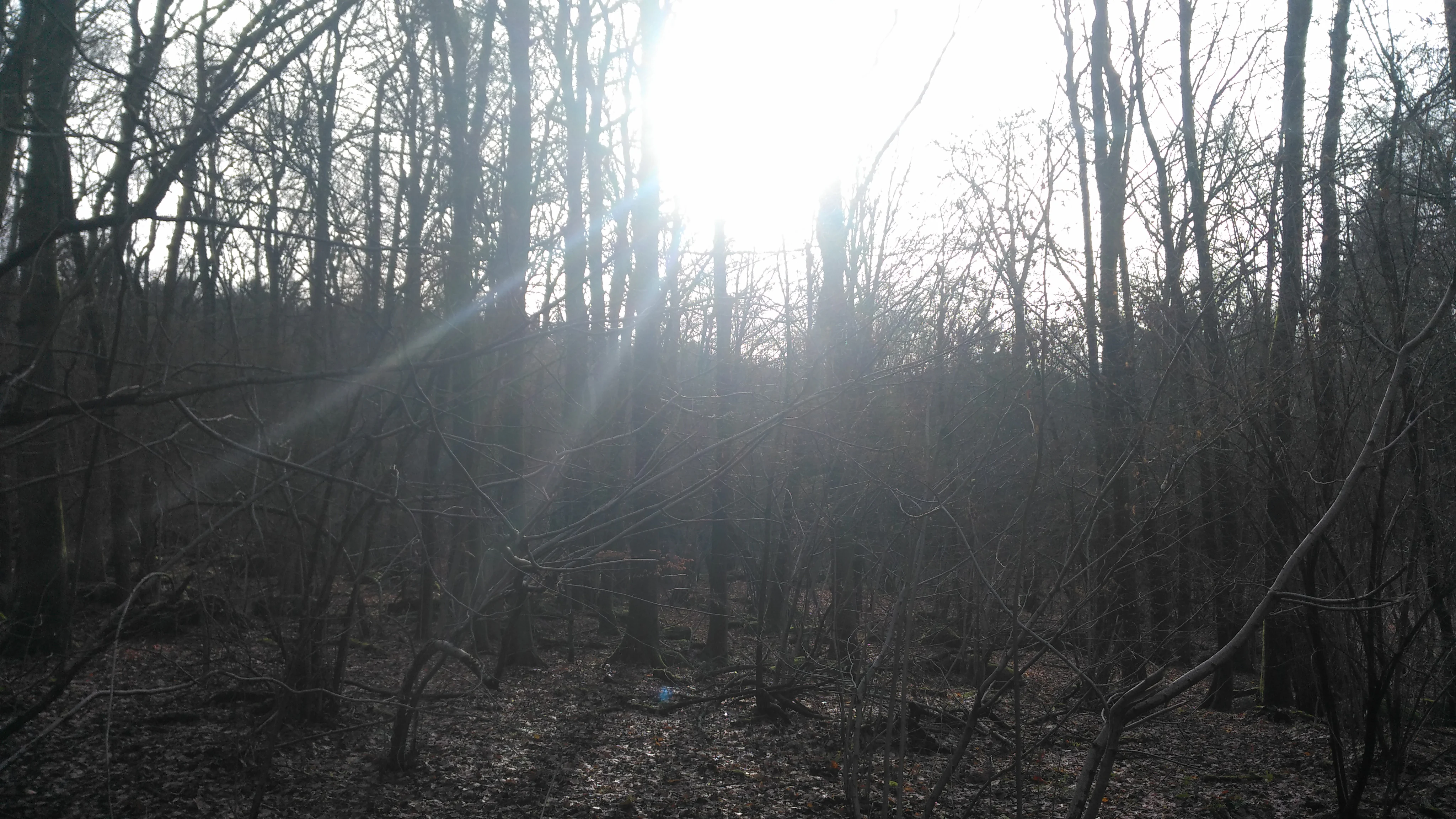 A backlit view of a dense, leafless forest in early spring or winter, with bright sunlight filtering through the thin tree trunks.
