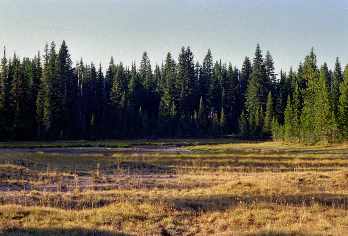 A wide, golden-brown meadow bordered by a thick, dark green forest of coniferous trees under a clear, light sky.