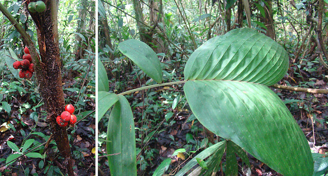 A split image showing the trunk of a palm tree with clusters of bright red fruit on the left and a close up of its broad, pleated green leaves on the right, set against a blurred tropical forest background.