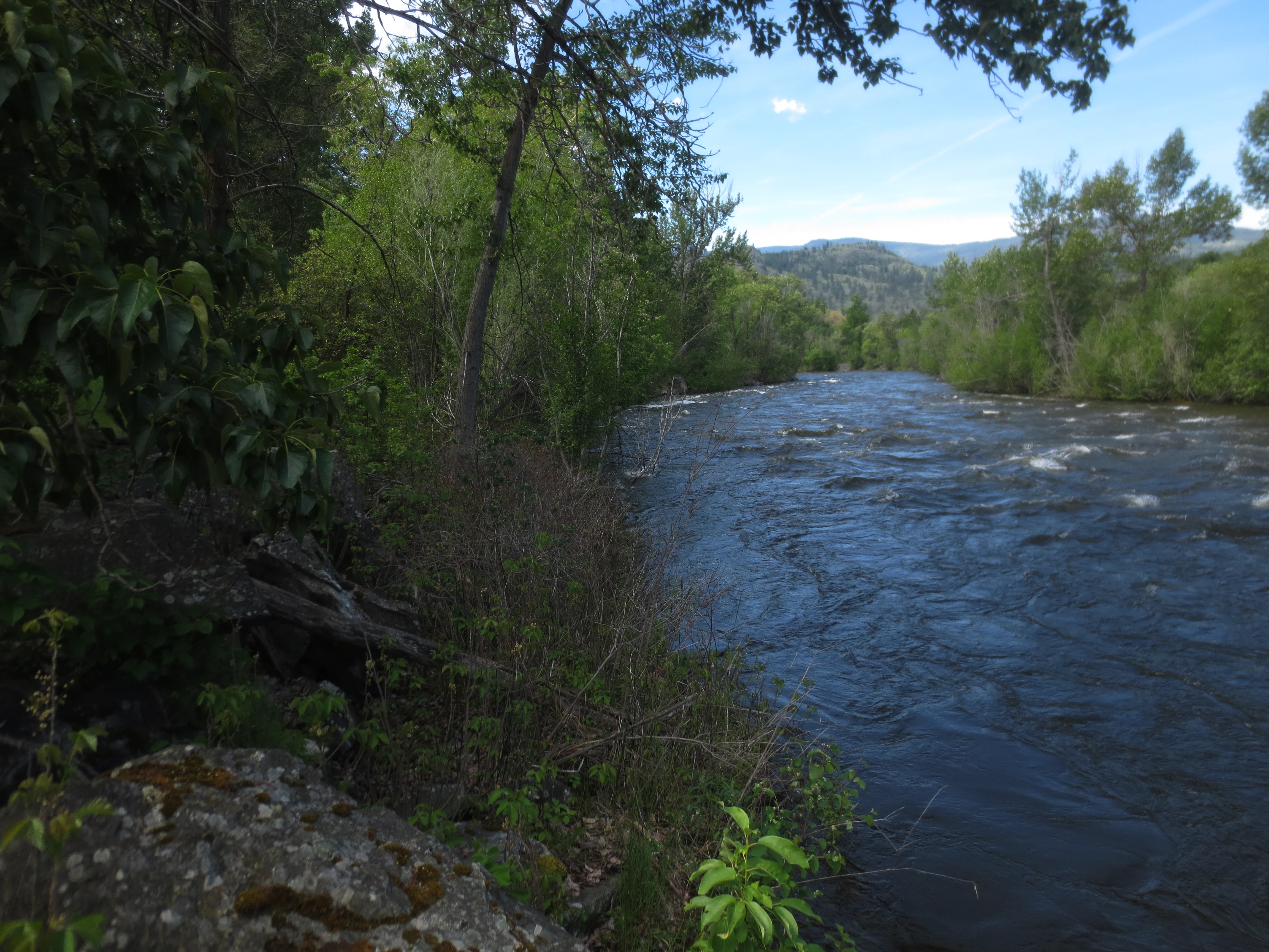 A view of the fast-flowing, dark blue Okanagan River bordered by lush green deciduous trees and riparian vegetation.