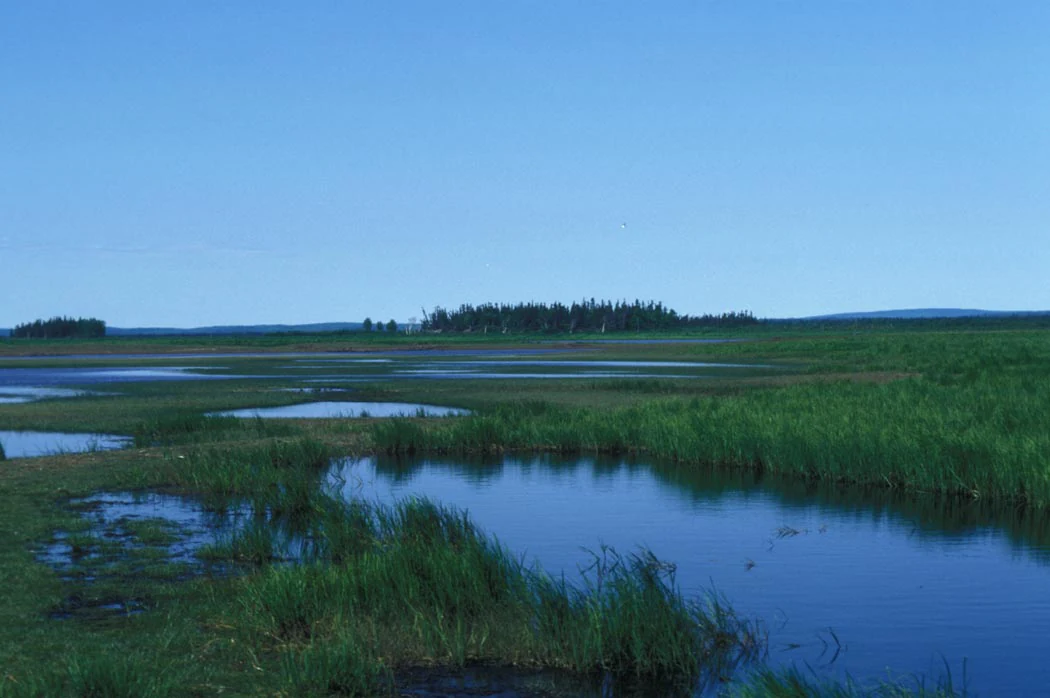 A wide, low-angle shot of a sprawling, flat wetland landscape with small, calm pools of water scattered among dense green grasses under a clear blue sky, with a line of coniferous trees in the distance.