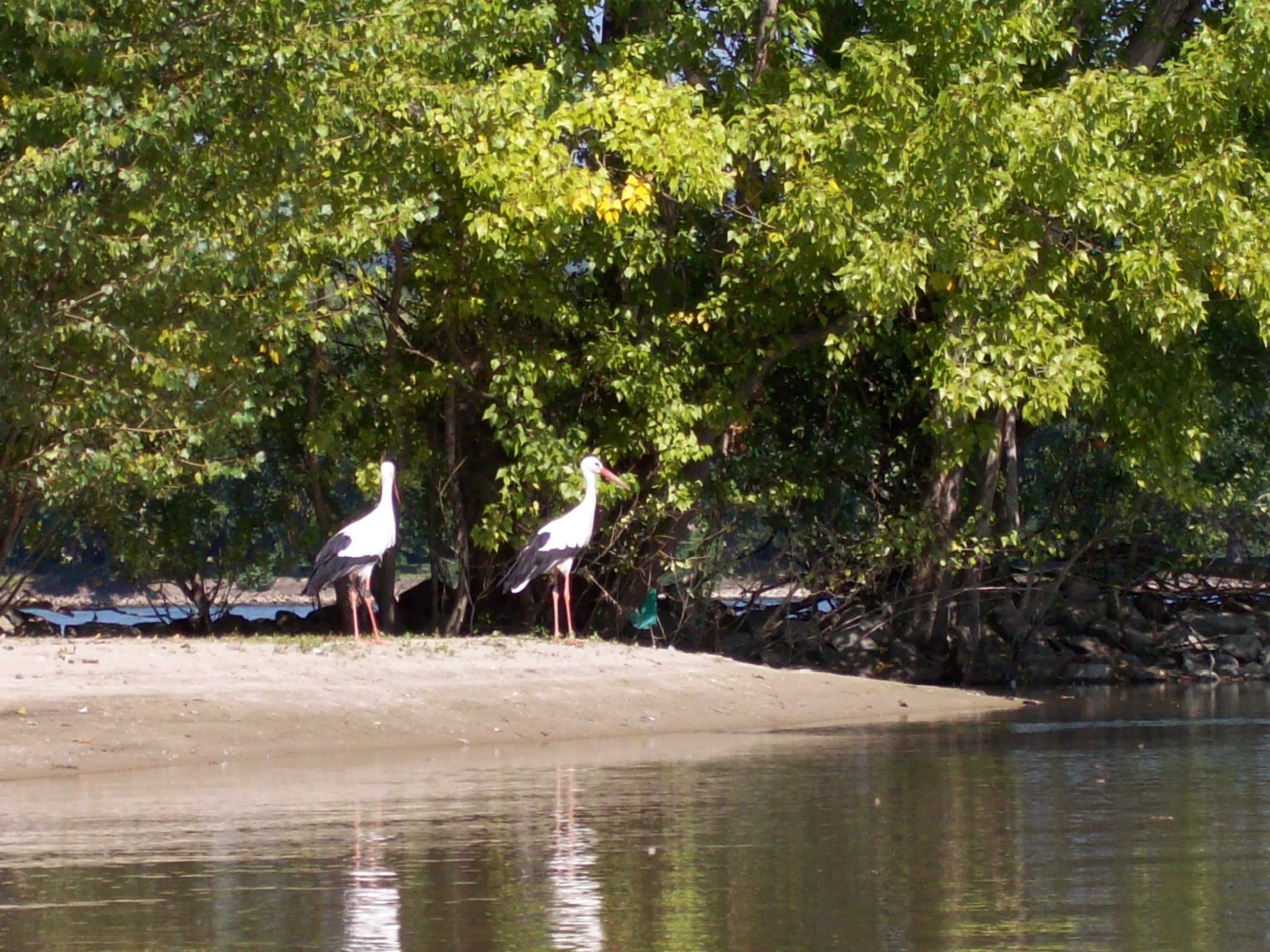 Two white storks standing on a sandy riverbank in front of dense green trees, reflected in the calm water of the Rhine.