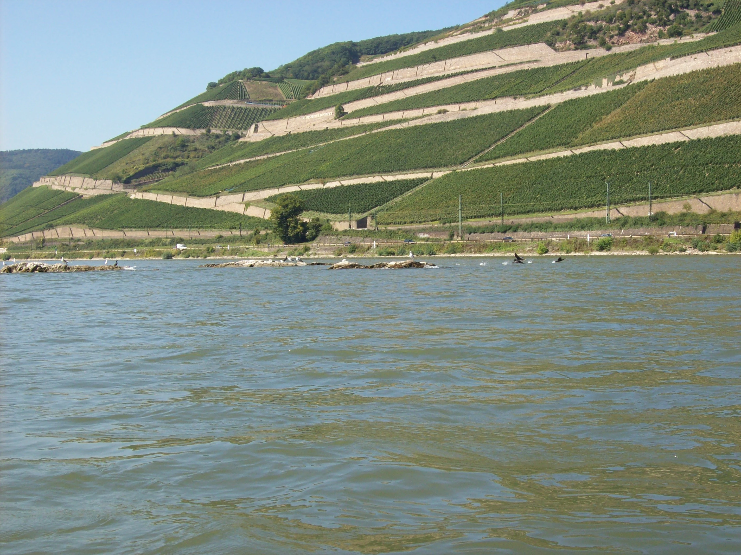 A wide view of a river with rocky shoals in the foreground and a large hill covered in terraced vineyards in the background.