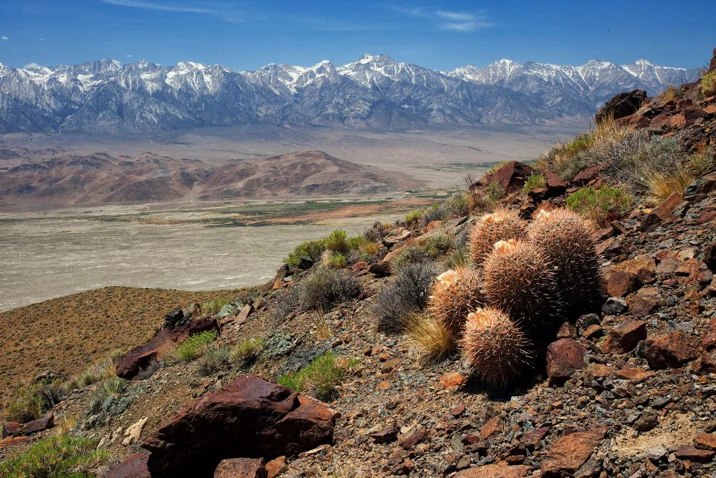 A wide, high-angle landscape shot showing a rocky, desert hillside with barrel cacti in the foreground, looking out over a dry, flat valley toward a distant range of snow-capped mountains under a clear blue sky.