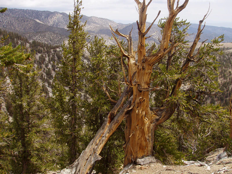 A weathered, gnarled ancient bristlecone pine stands in the foreground, with a mountainous, forested landscape visible in the background under an overcast sky.