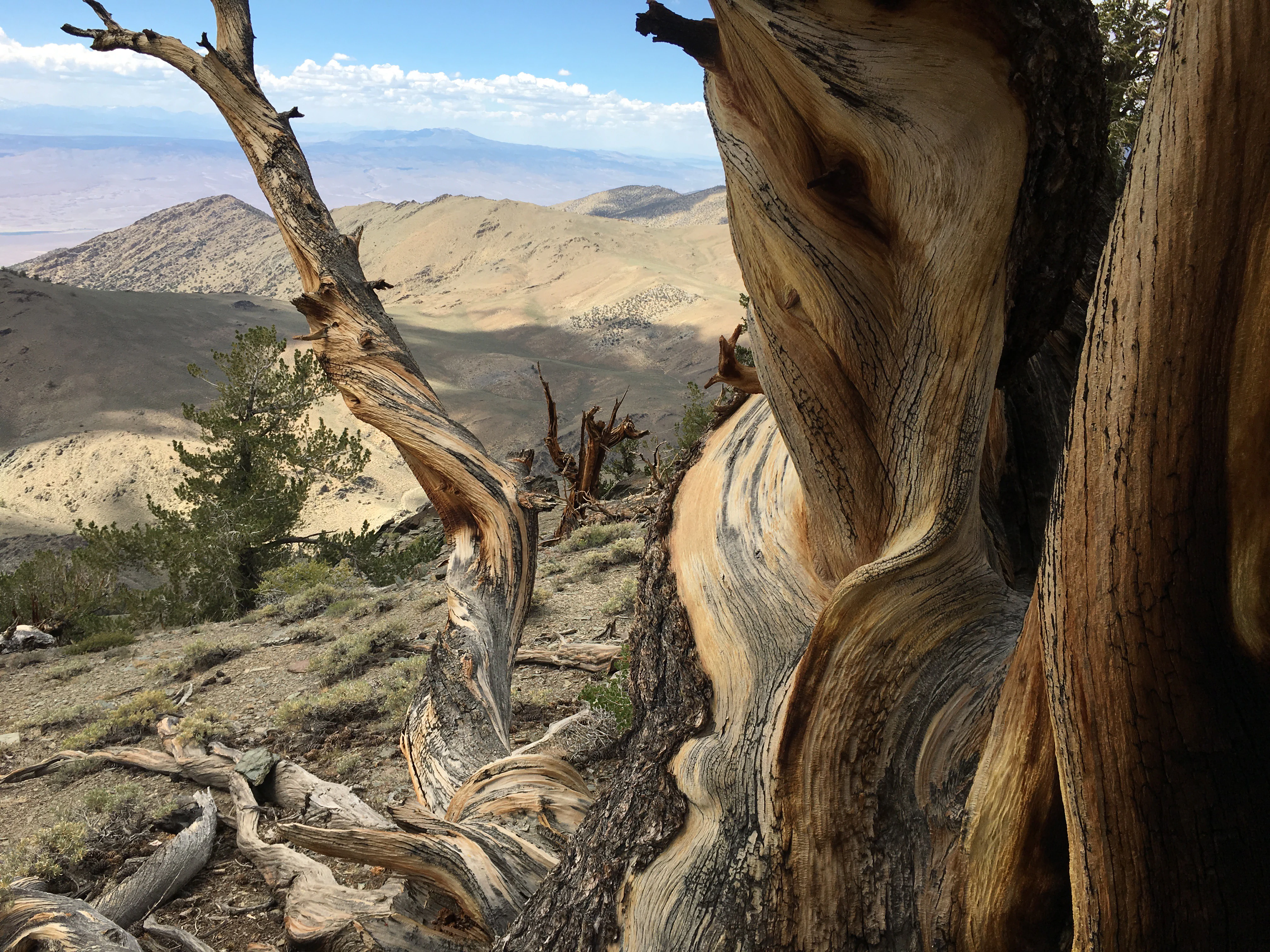 Close-up of a gnarled, ancient bristlecone pine trunk showing intricate wood patterns and twisted bark, with a vast mountain range and desert valley in the soft-focus background.