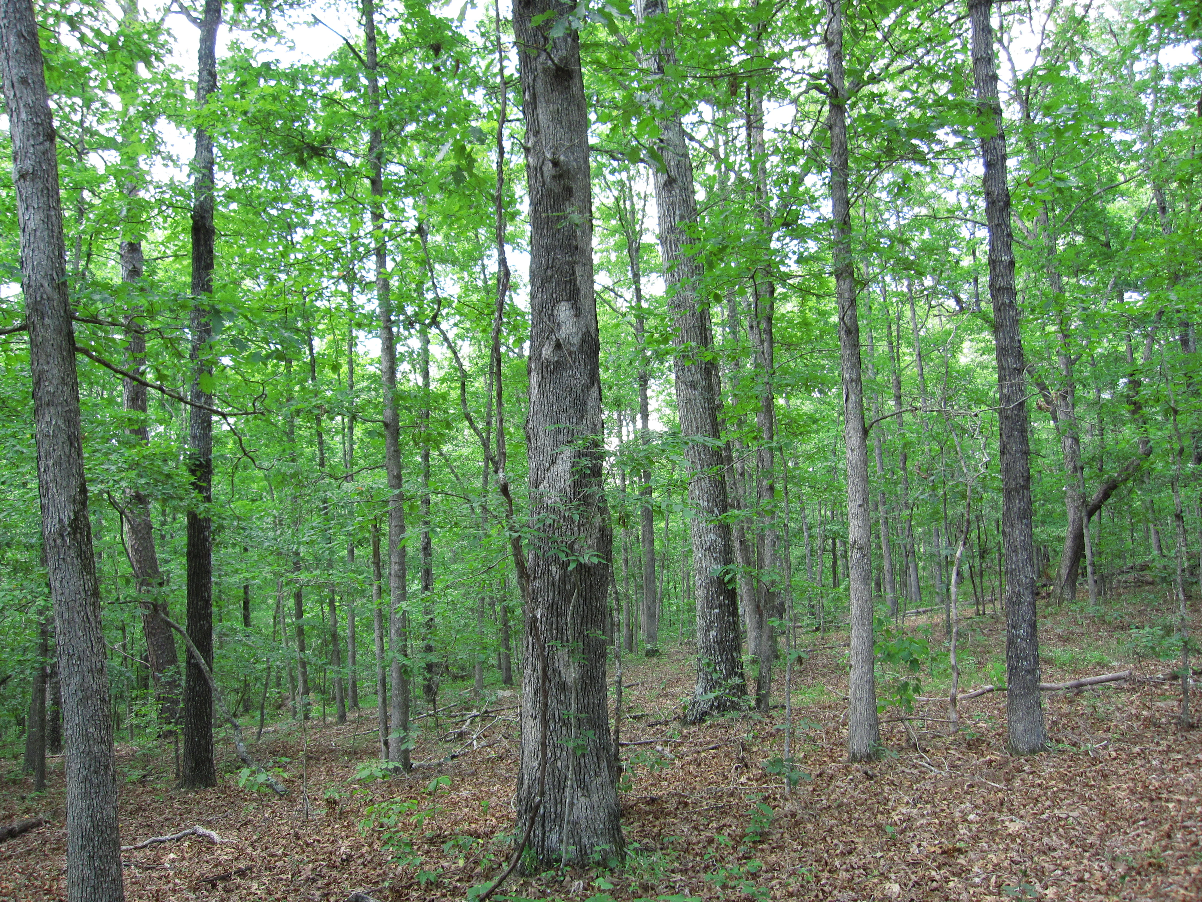 A thick stand of deciduous trees with green leaves and tall, vertical trunks in a forested area, with a floor covered in fallen brown leaves.