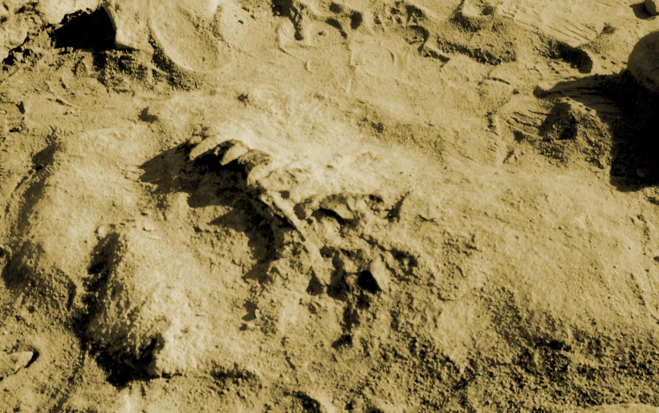 A close up view of fossilized skeletal remains partially embedded in dry, sandy ground.