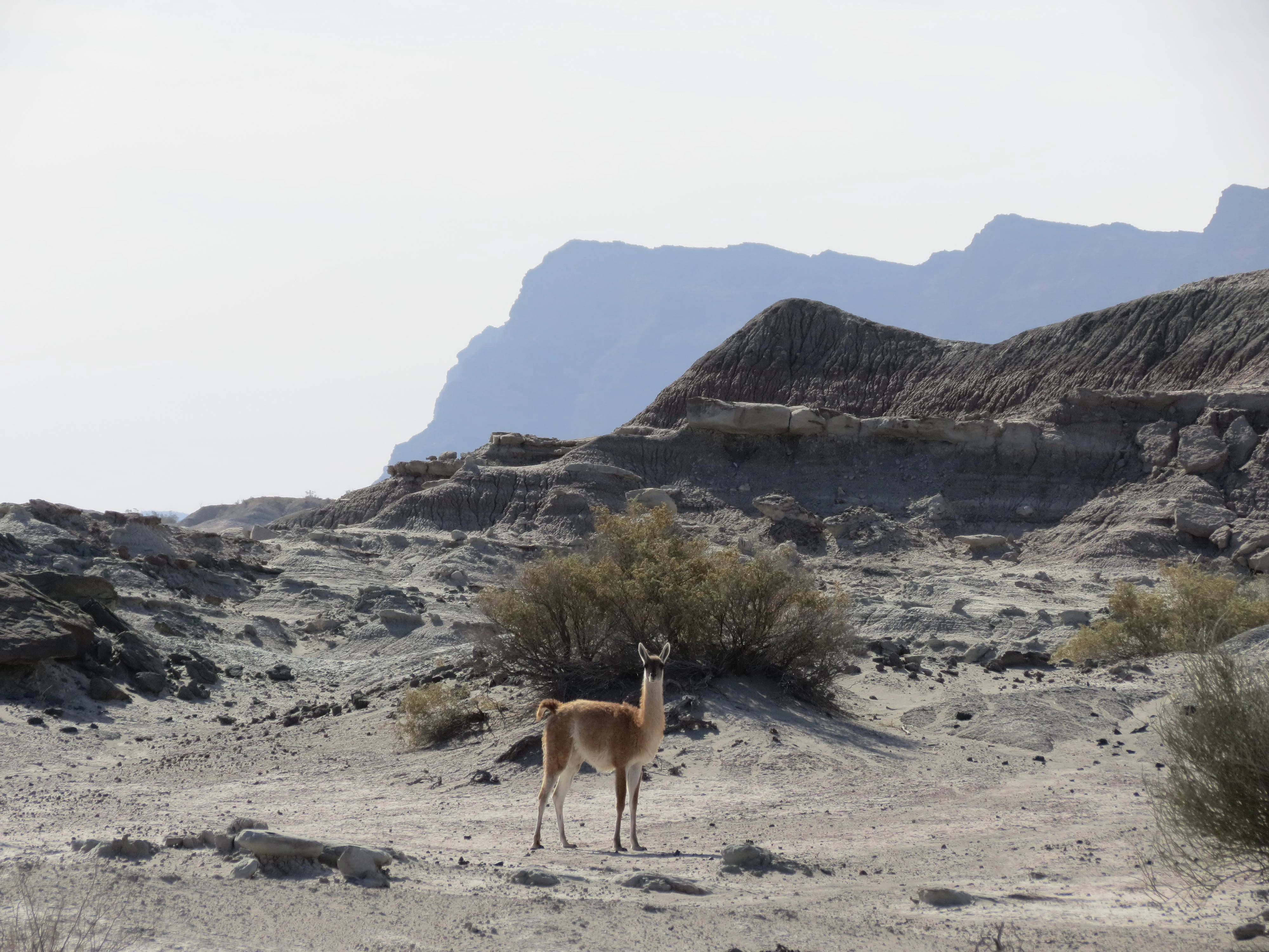 A lone guanaco stands in the foreground of a sparse, arid desert landscape with rocky, undulating hills in the background.