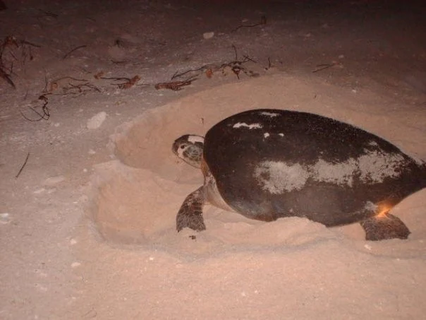 Una tortuga marina cavando en la arena de noche, iluminada por una fuente de luz.