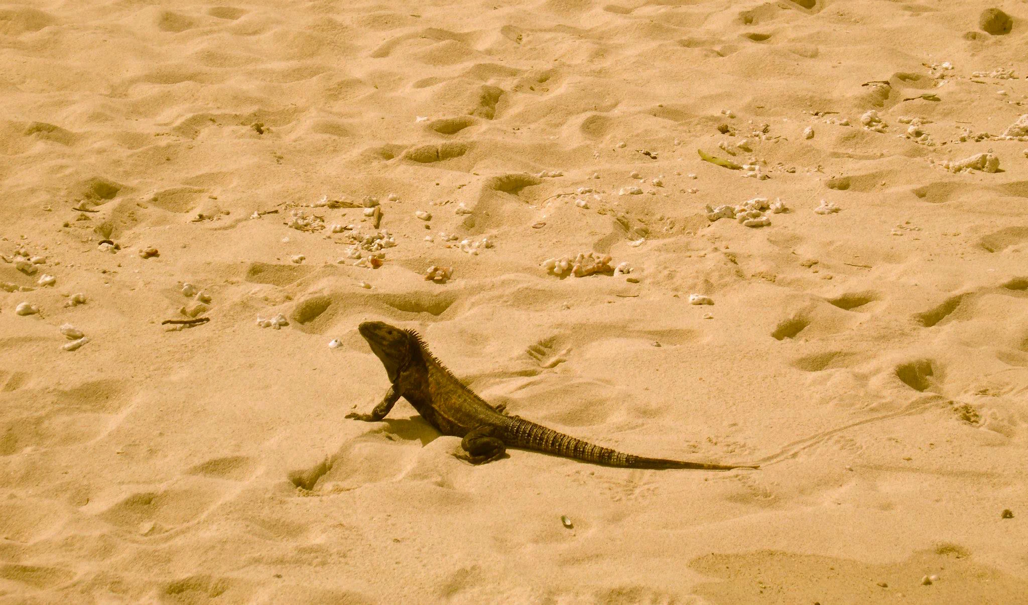A medium-sized iguana standing on light-colored sand.