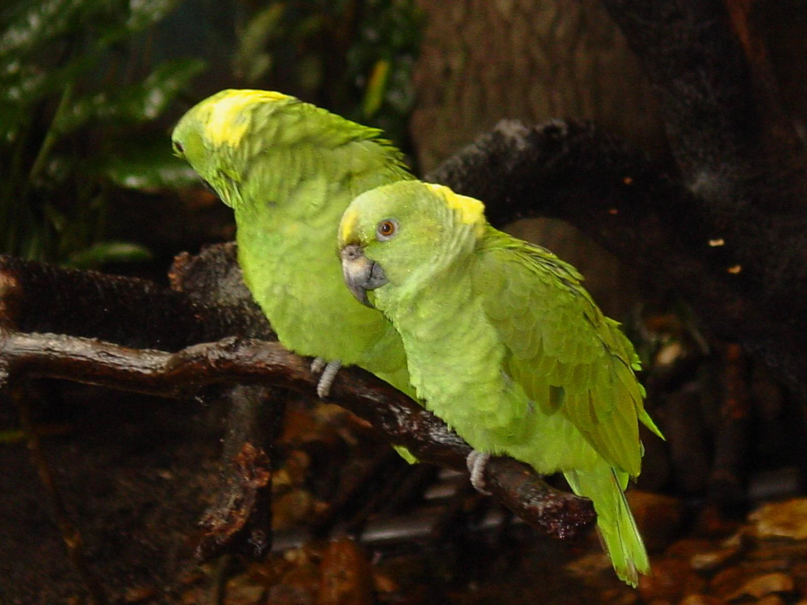Dos loros verdes brillantes con coronas amarillas posados uno al lado del otro en una rama de madera oscura.