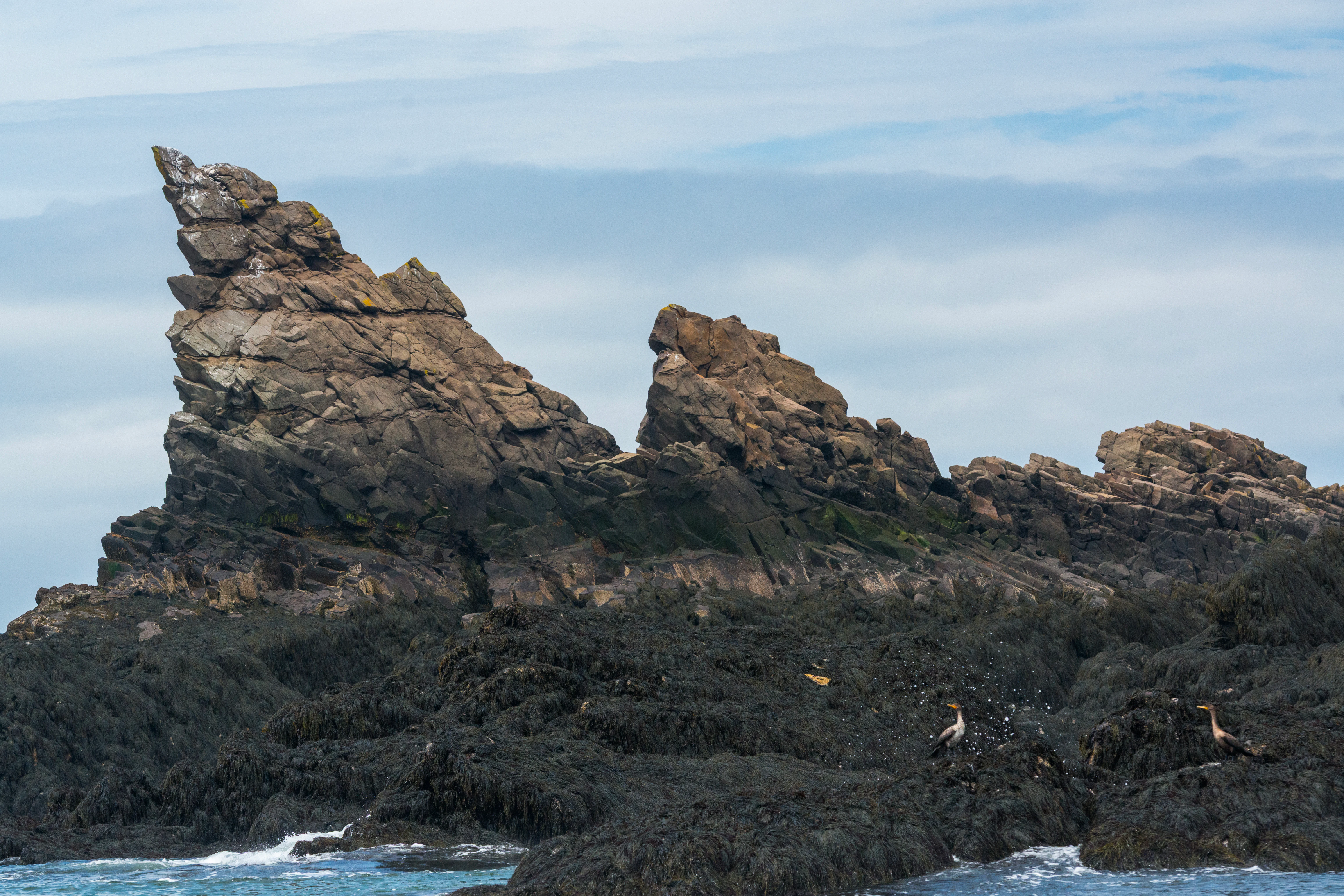 A jagged basalt rock formation known as the Shark Fins rises above dark, wet coastal rocks with seabirds perched in the foreground against a cloudy sky.