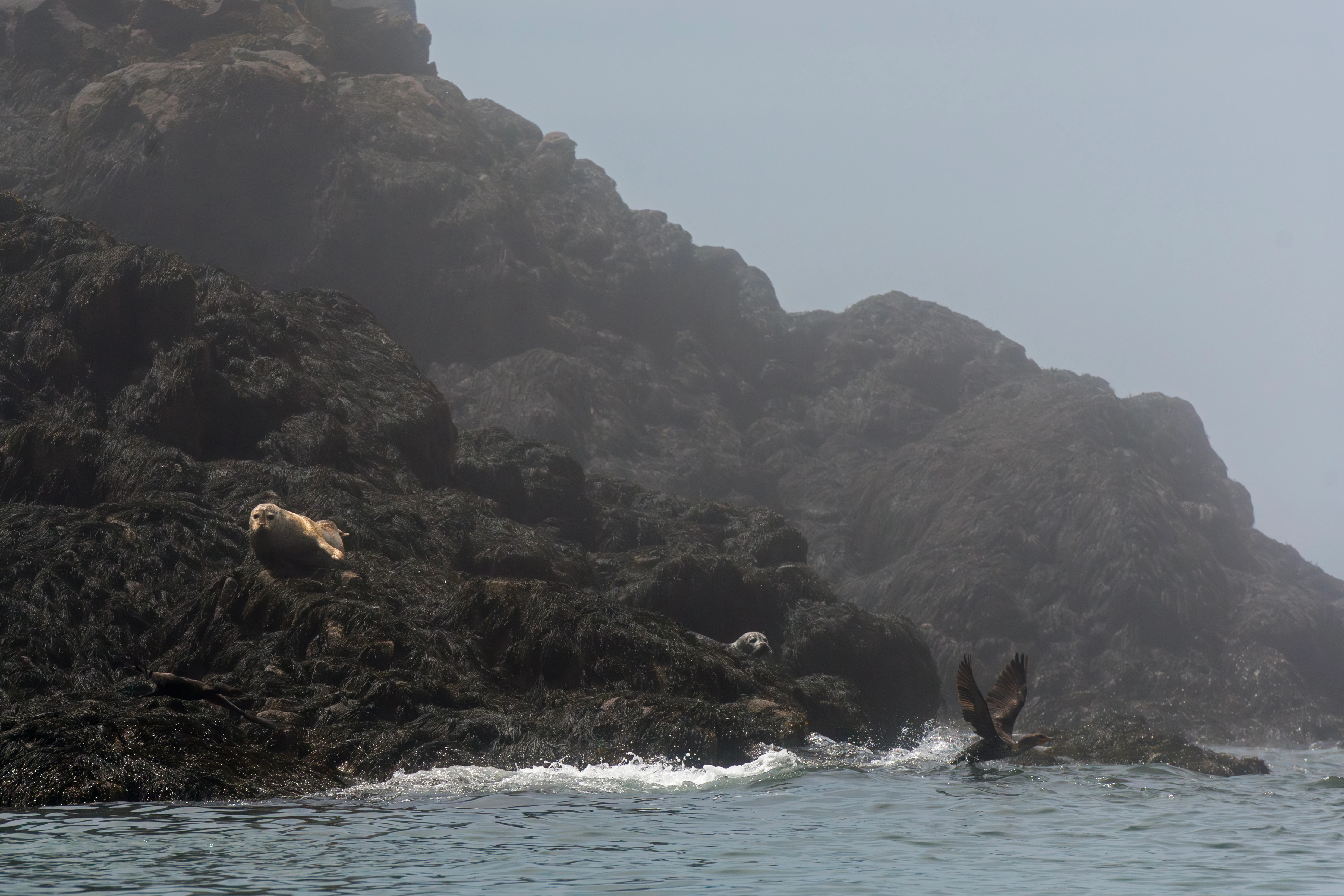 A group of grey seals resting on jagged, dark basalt rocks along a foggy coastline, with waves lapping at the shore.