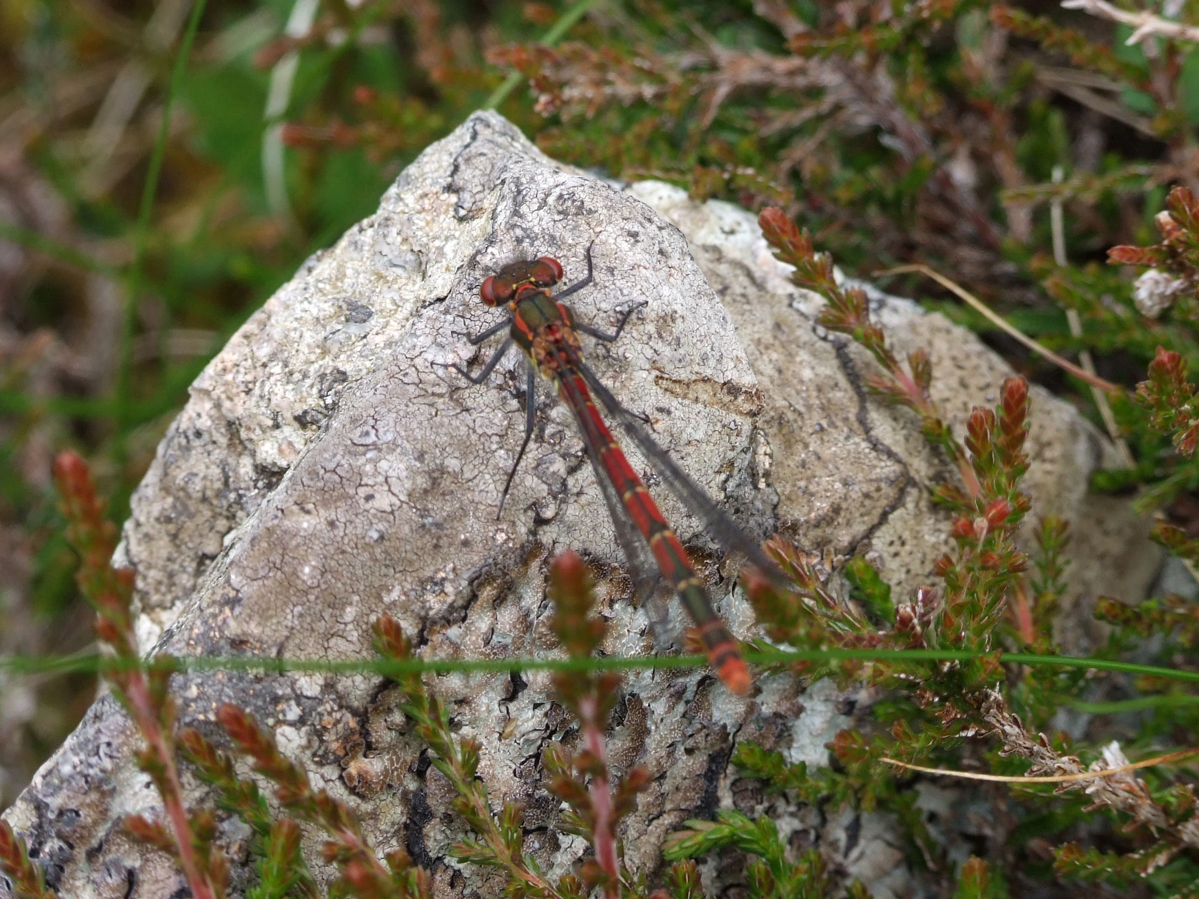 A red-bodied damselfly perched on a gray, lichen-spotted rock surrounded by low-growing heather.