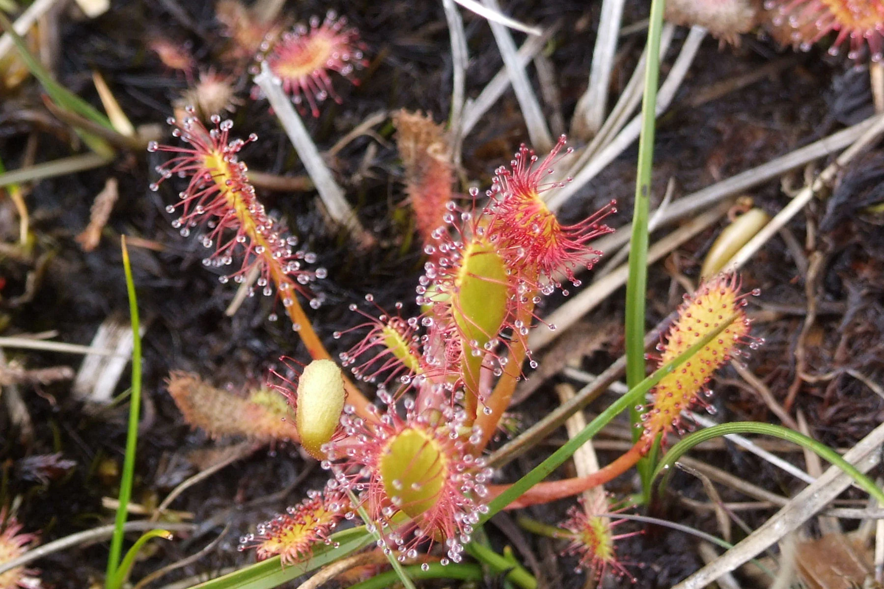 A close up view of several Drosera anglica plants, showing their reddish, glandular leaves covered in glistening sticky droplets, growing among moss and dead grass.