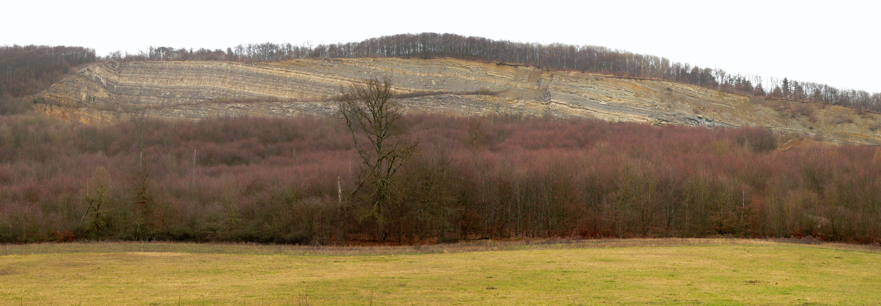 A wide view of a limestone quarry cliff face cut into a forested hillside, with a meadow in the foreground.