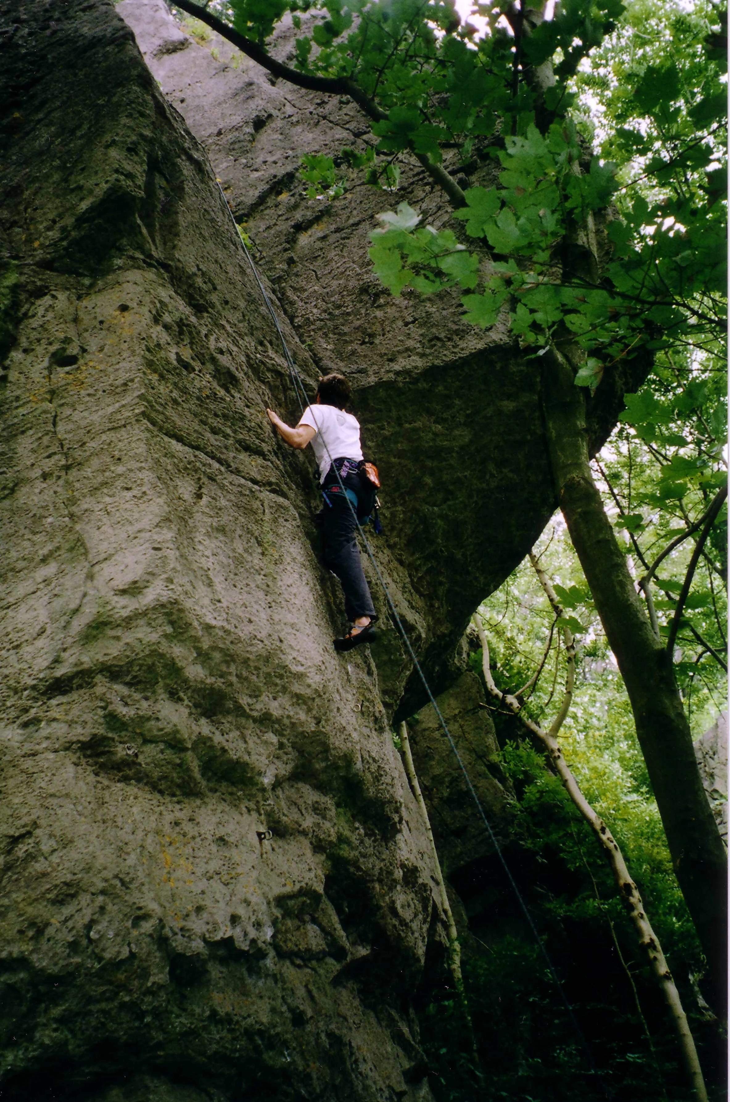 A rock climber wearing a white shirt and climbing harness scales a vertical limestone rock face in a forest setting.