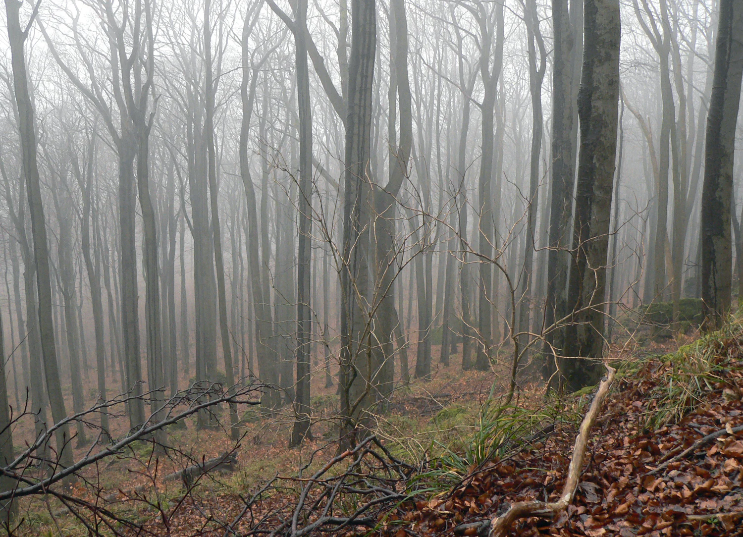 A thick, foggy forest of tall, leafless trees during the winter or dormant season, with a leaf-covered slope in the foreground.