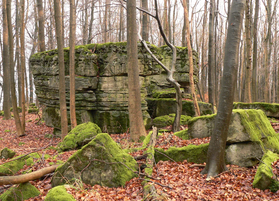 A large, blocky limestone rock formation covered in green moss, surrounded by thin deciduous trees and a ground covered in brown autumn leaves within a forest.