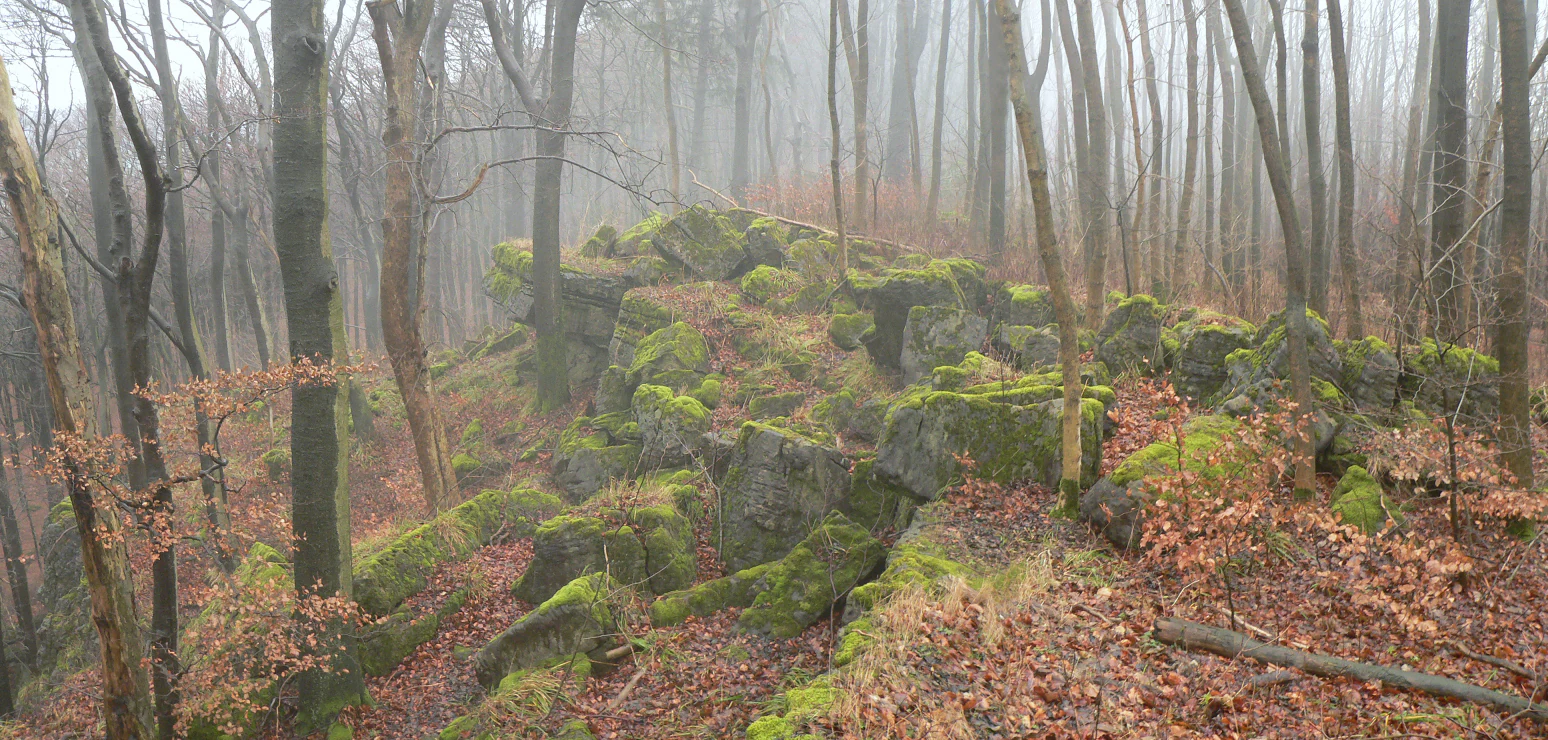 A misty, fog-filled forest scene featuring mossy rock formations among bare trees and fallen leaves.
