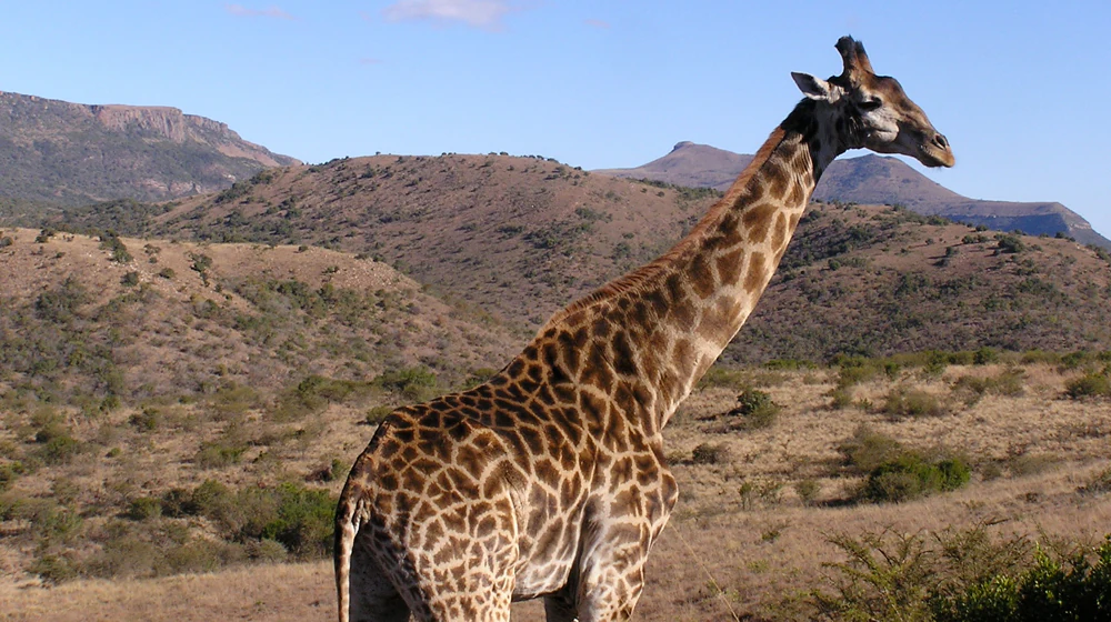 A giraffe stands in profile against a backdrop of arid hills and clear blue sky in South Africa.