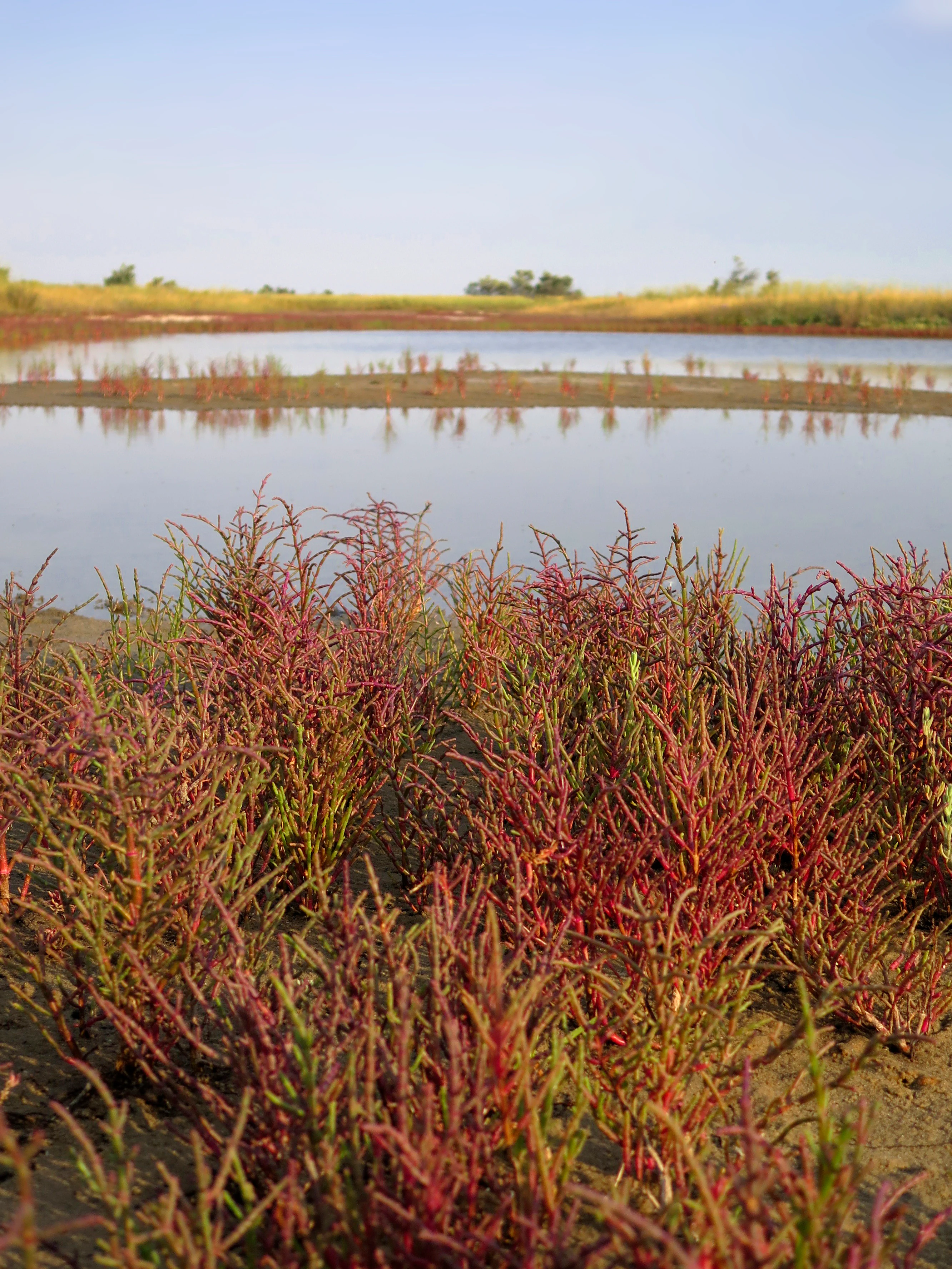 Foreground of red and green salt-tolerant plants with shallow saline water and distant wetland landscape under clear sky