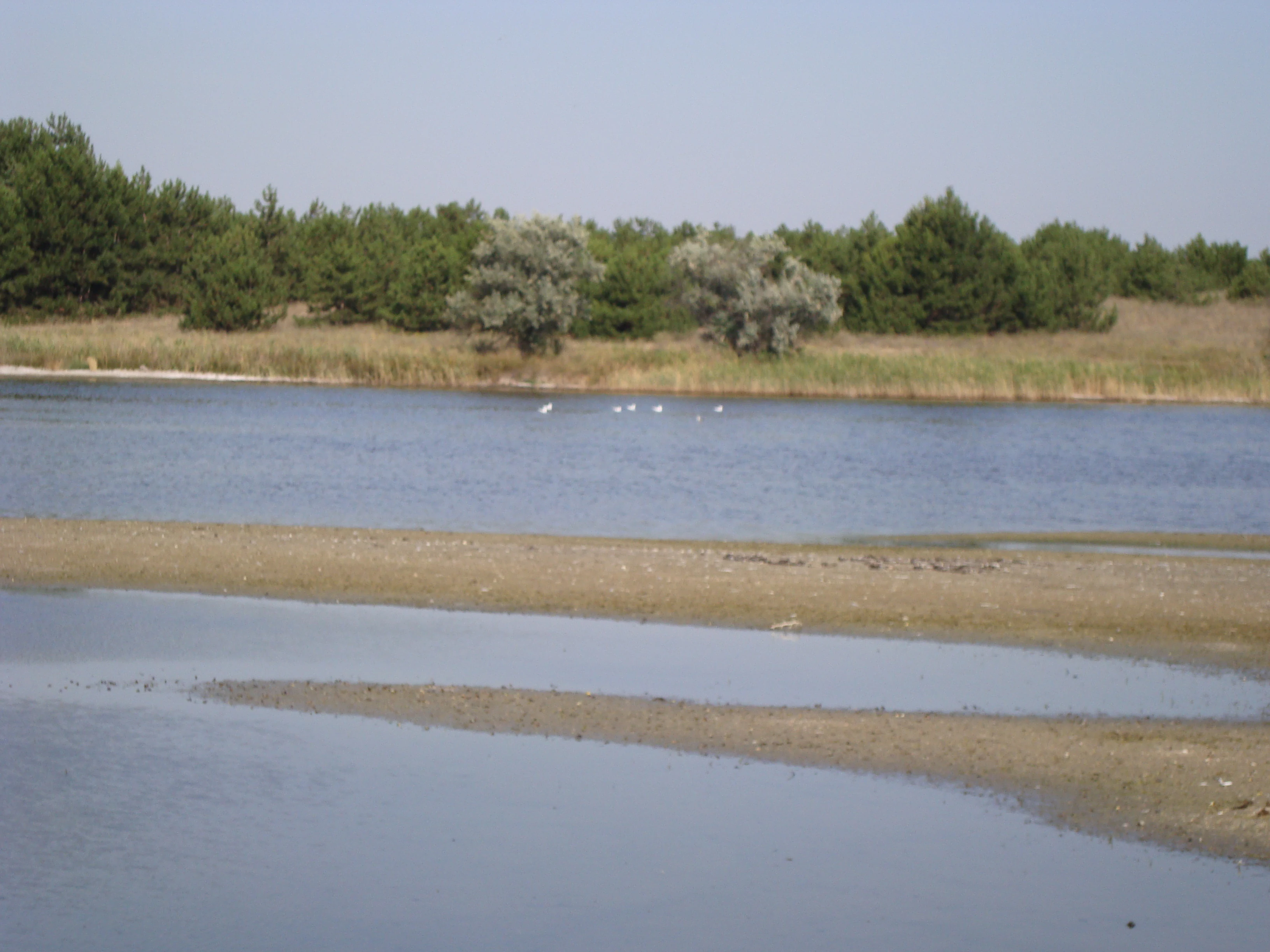 Water body with sandbars and shallow water, with trees and vegetation on the horizon