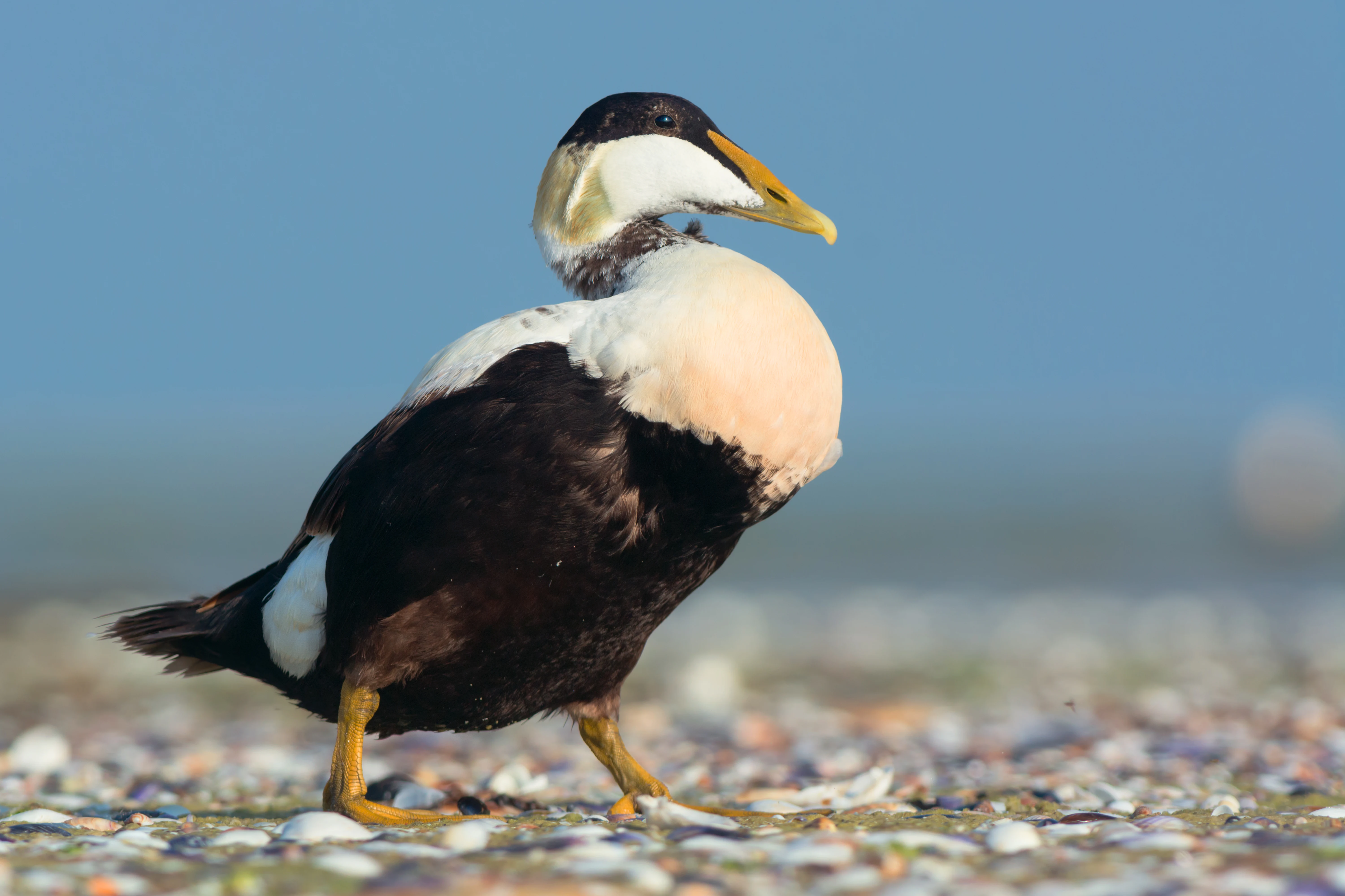 A tufted duck with black, white, and brown plumage standing on a pebbly shore with a blurred background