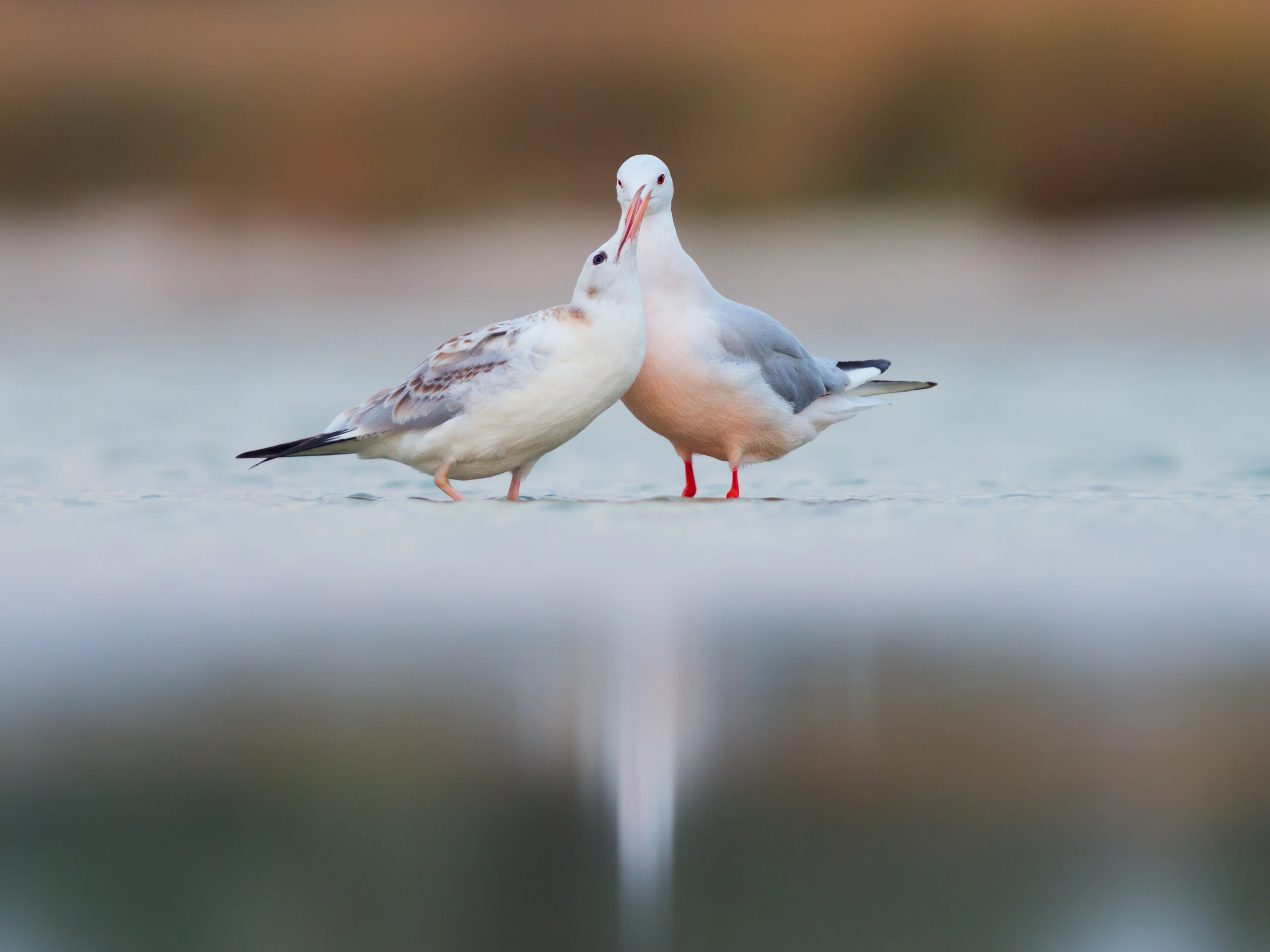 Two Slender-billed gulls (Chroicocephalus genei) standing on shallow water with blurred background