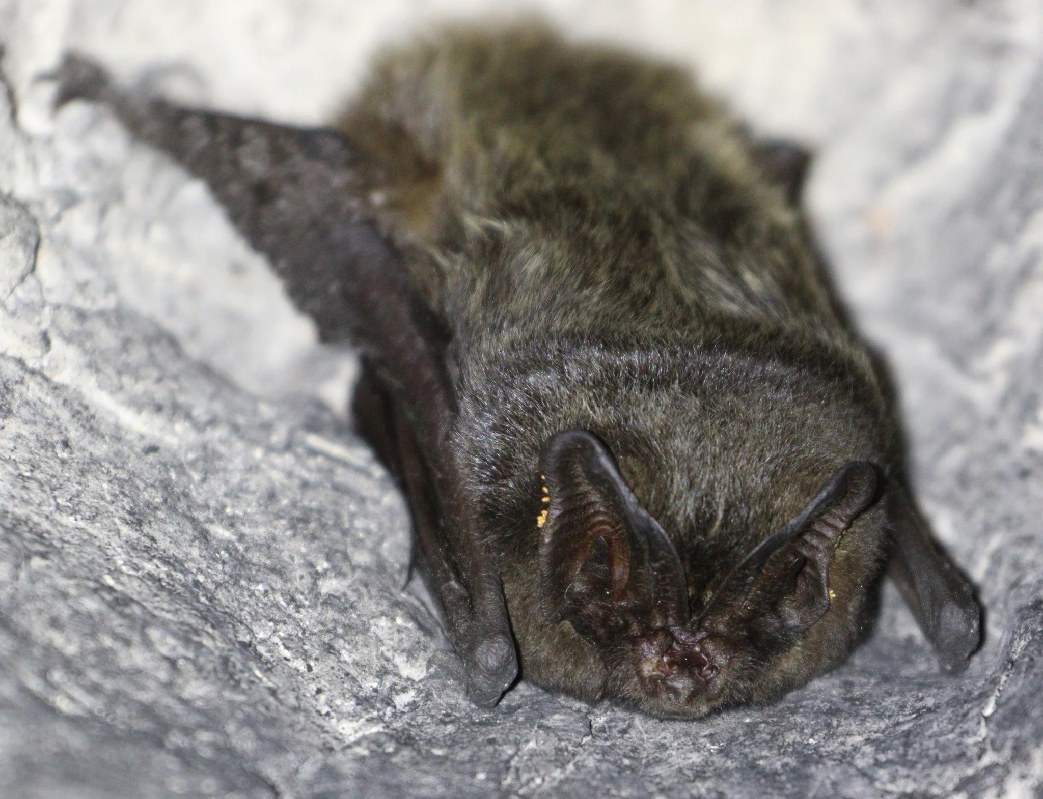 A close up view of a small, dark-furred Western Barbastelle bat perched on a grey textured rock surface.