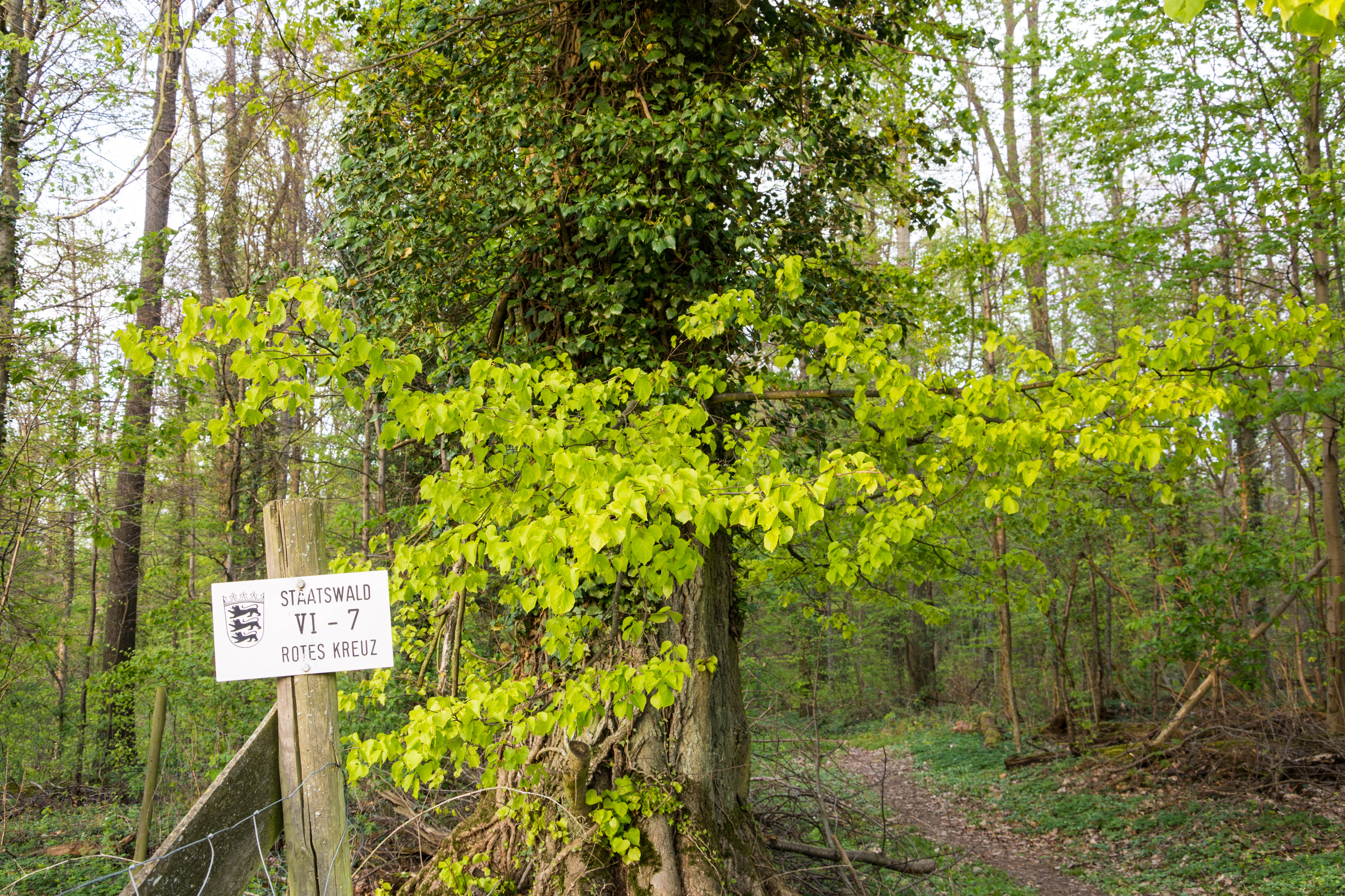 A white sign attached to a wooden post in a forest, reading Staatswald VI-7 Rotes Kreuz, set against a background of trees in early spring.