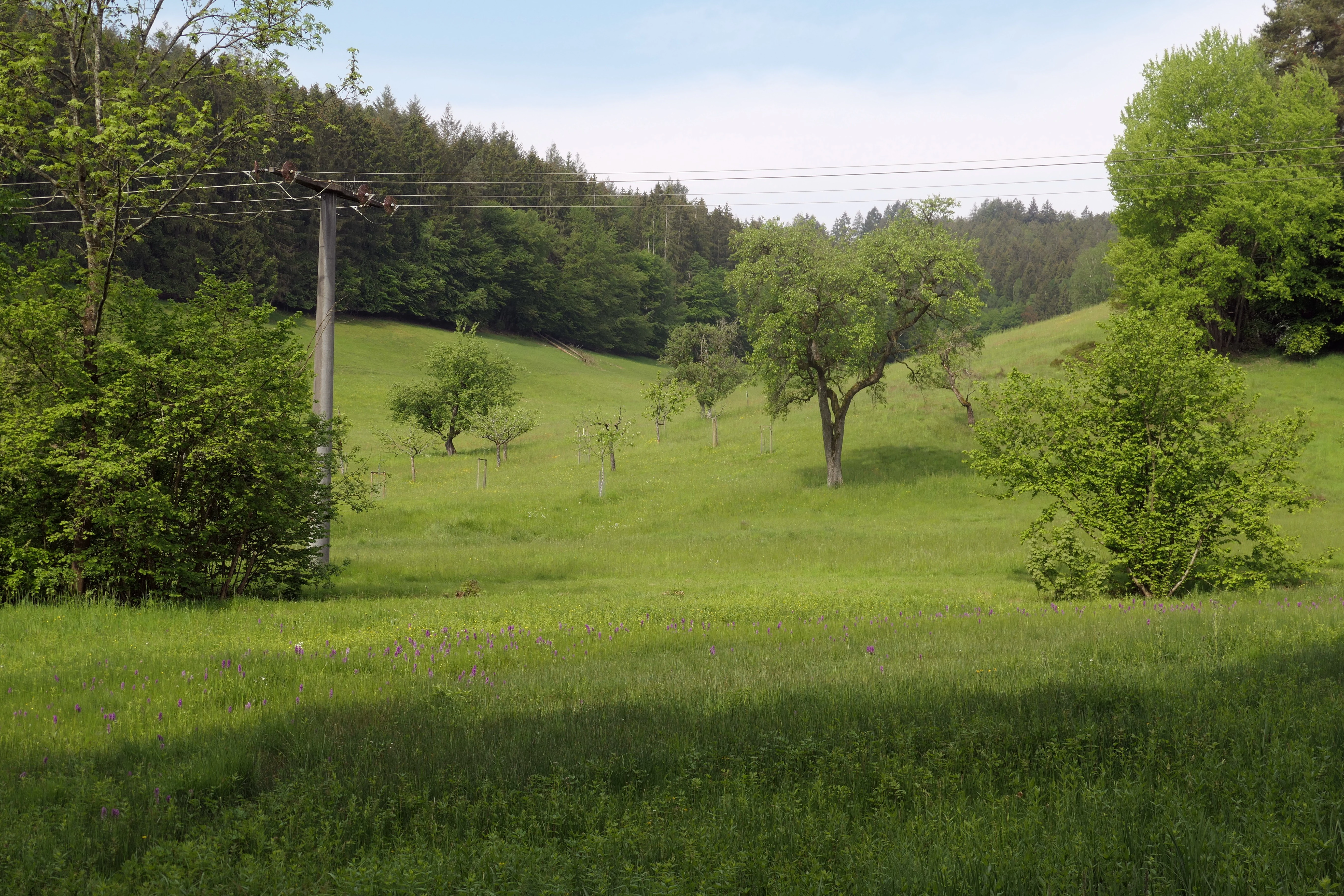 Una pradera verde y ondulada con árboles frutales dispersos y una ladera boscosa al fondo. Un poste eléctrico de madera antiguo se alza a la izquierda.