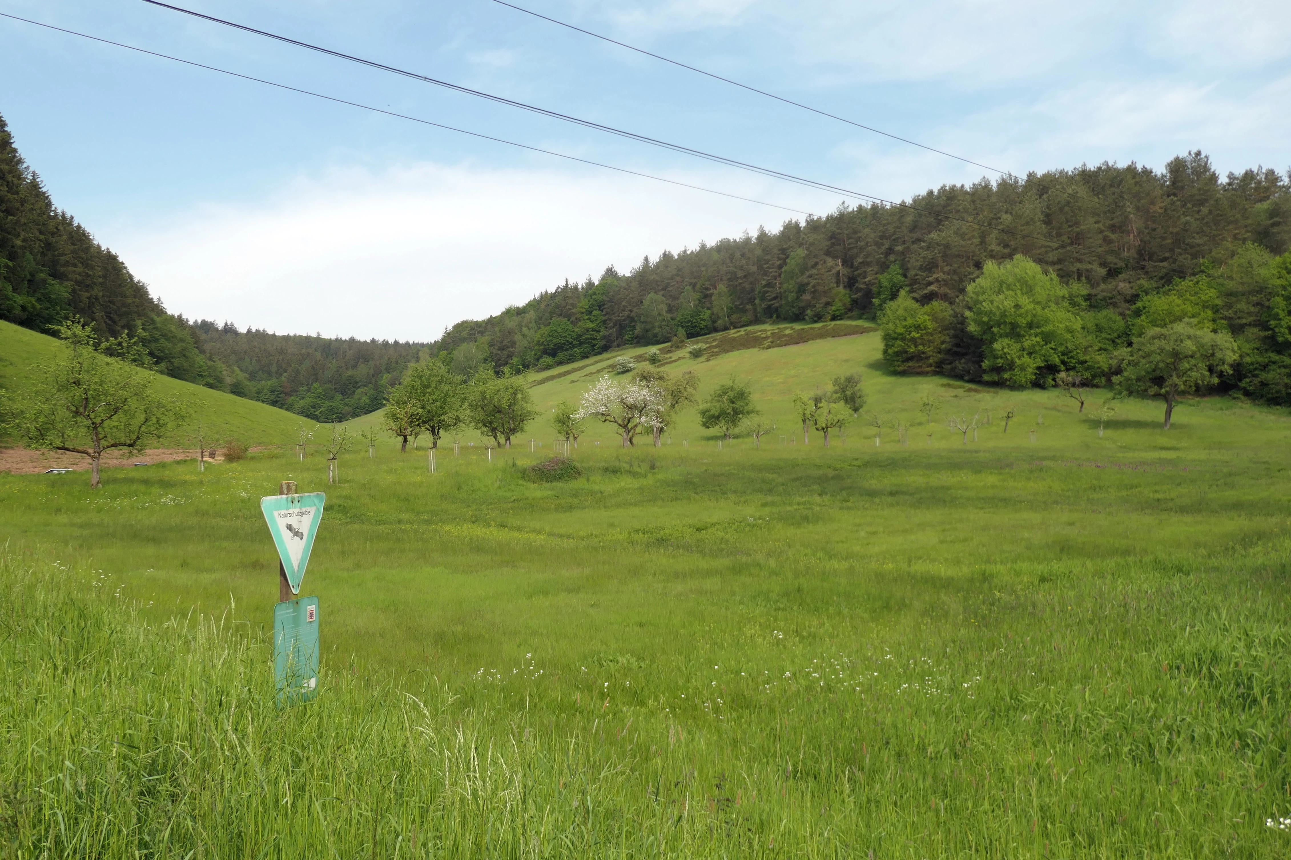 Una vista panorámica de un prado verde en la reserva natural de Jakobsgrund, con un cartel triangular en primer plano, árboles dispersos y una ladera boscosa al fondo bajo un cielo nublado.