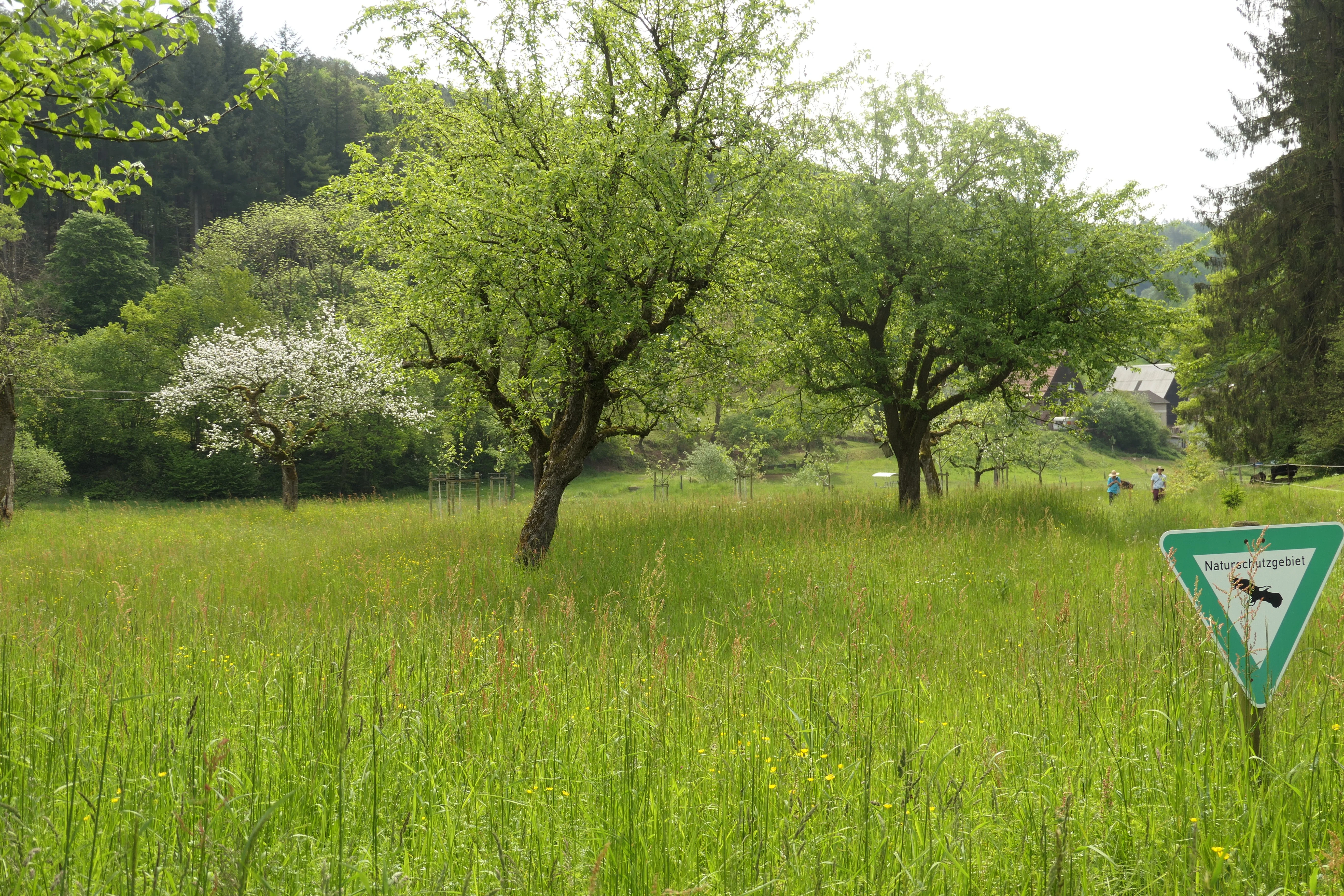 Una pradera verde con árboles frutales dispersos y un cartel de reserva natural en primer plano, con colinas al fondo.