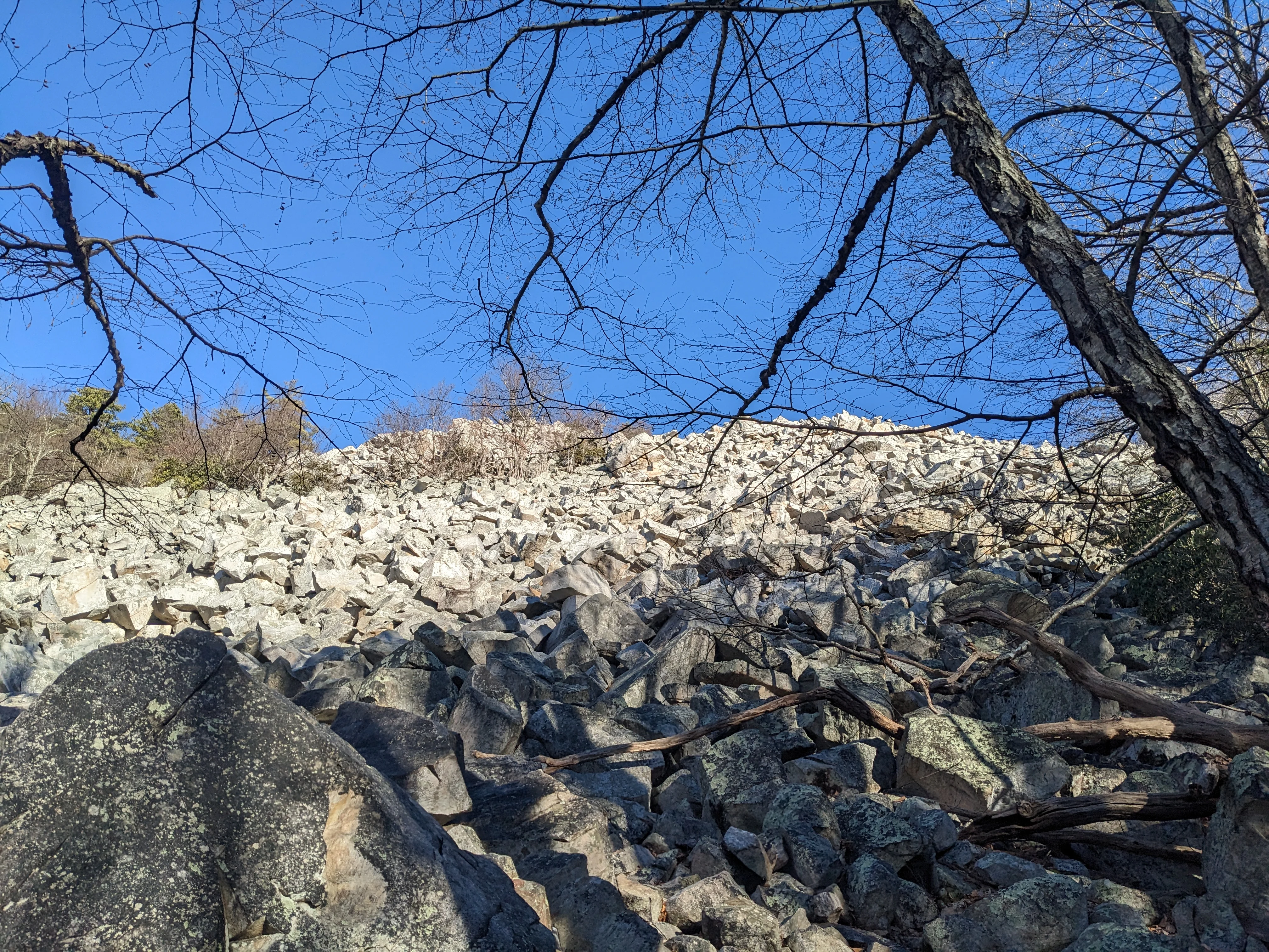 A large field of light-colored boulders and rocks covering a hillside, framed by dark bare tree branches in the foreground under a clear blue sky.