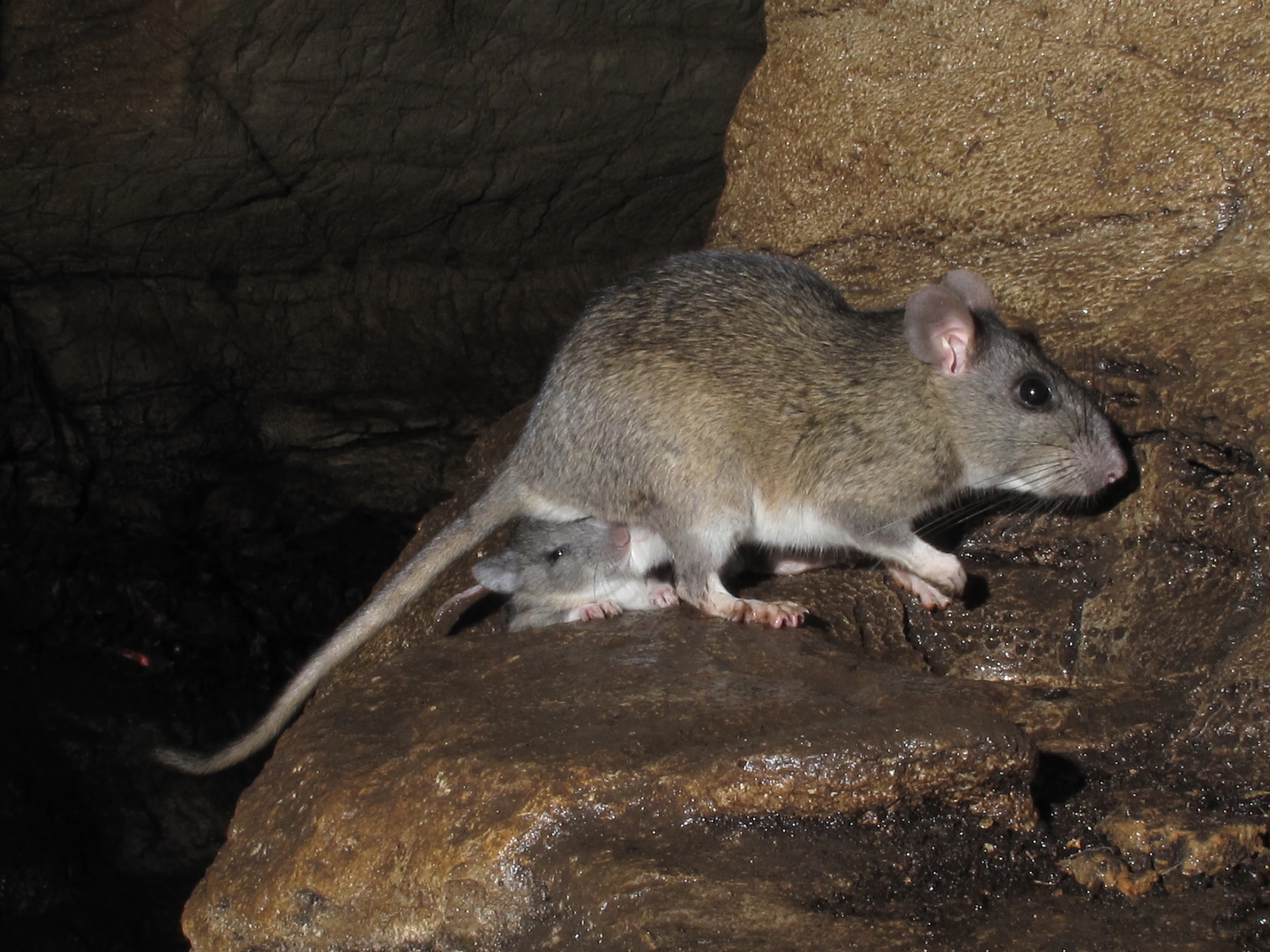 An Allegheny woodrat standing on a dark rocky surface with a smaller juvenile woodrat visible beneath it, photographed in low light conditions with flash