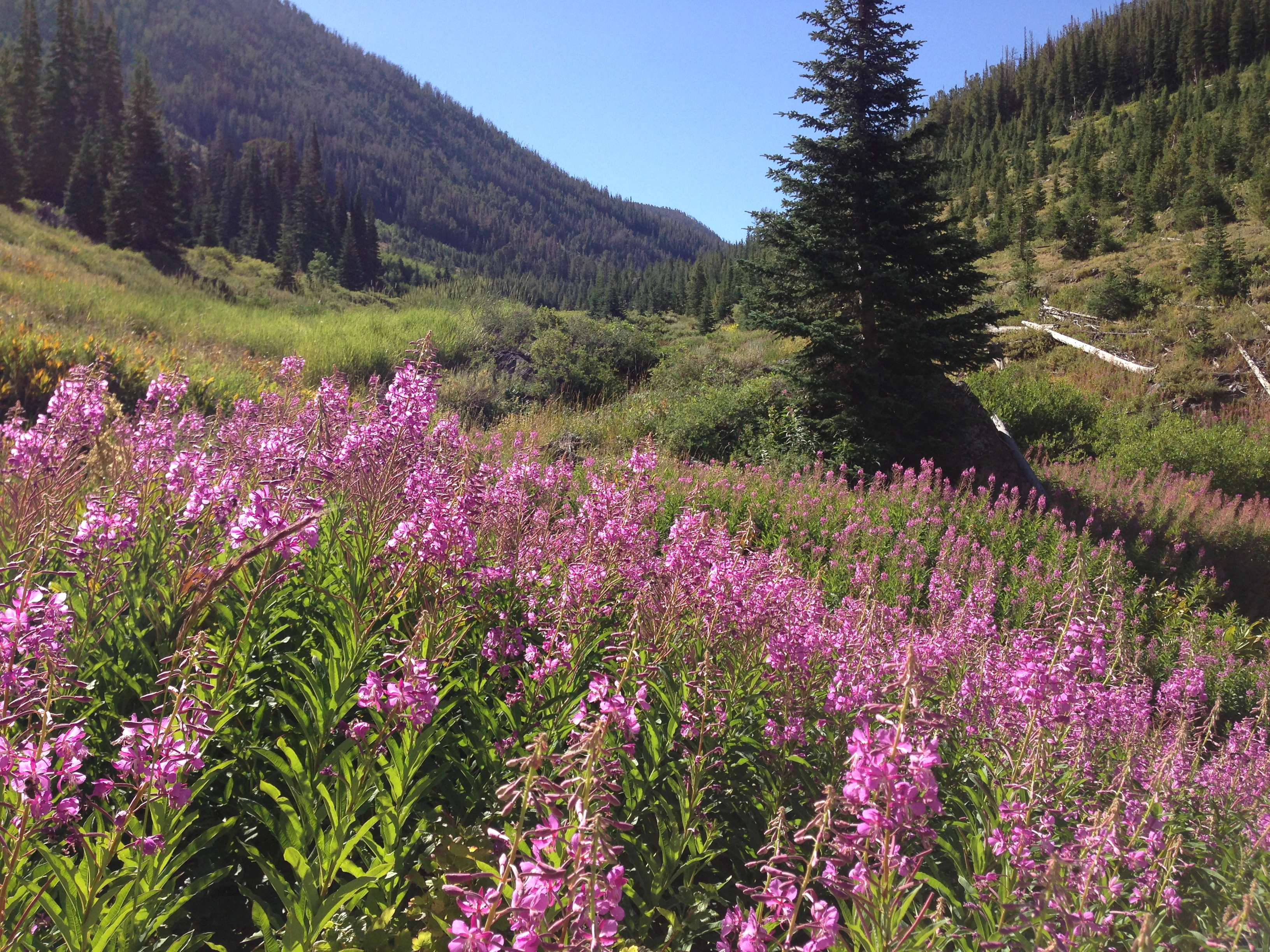 A vibrant field of pink fireweed wildflowers in the foreground, with coniferous trees and rolling mountain slopes in the background.