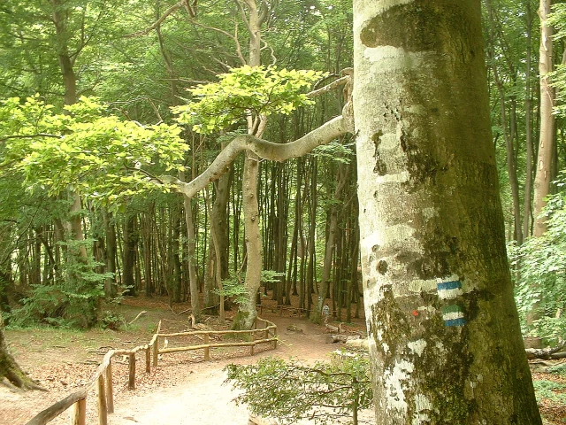 A dirt path in a dense forest with tall trees and a wooden fence, featuring a large tree trunk with blue and white markings in the foreground