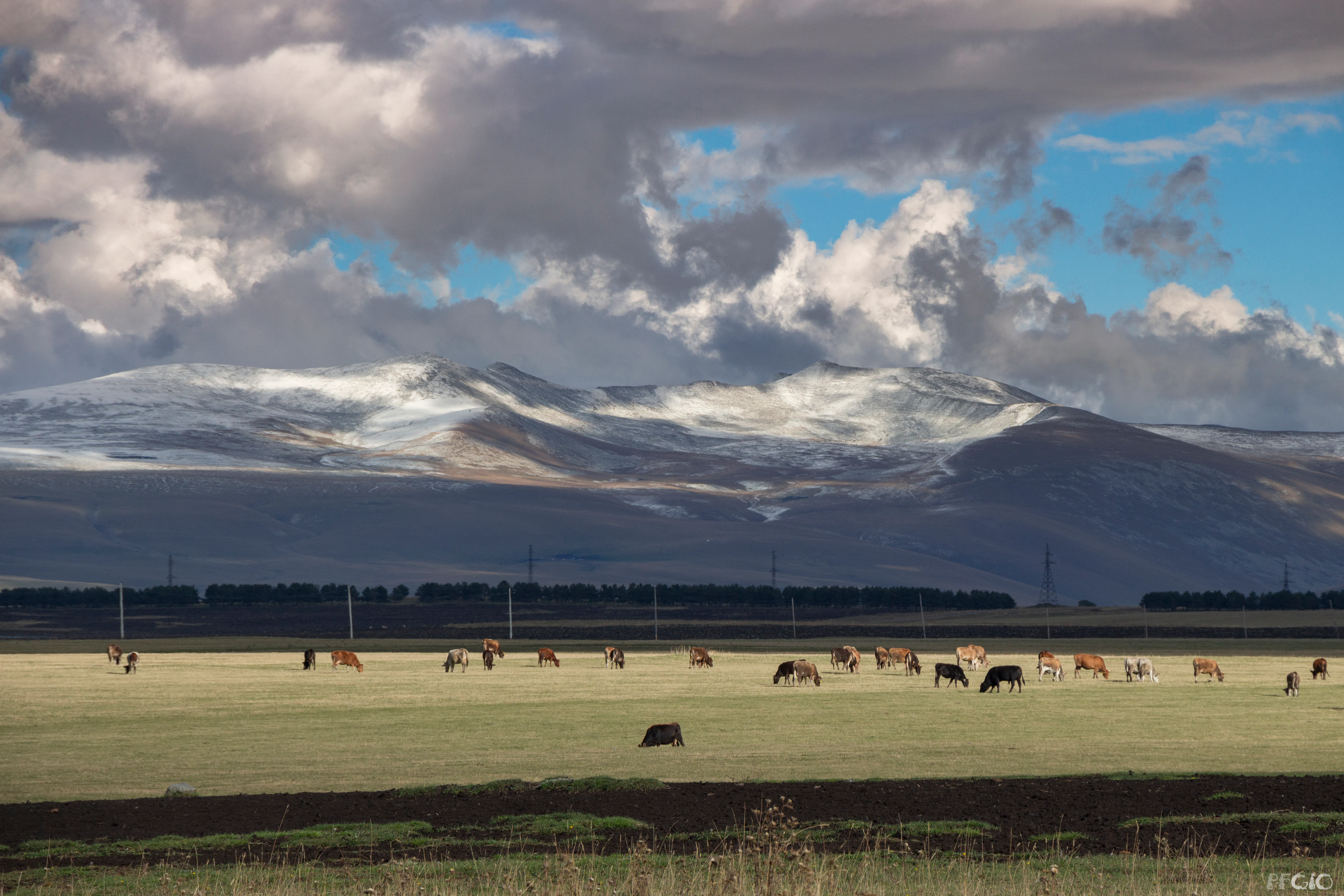 Grassy field with grazing cattle, distant snow-capped mountains, and partly cloudy sky