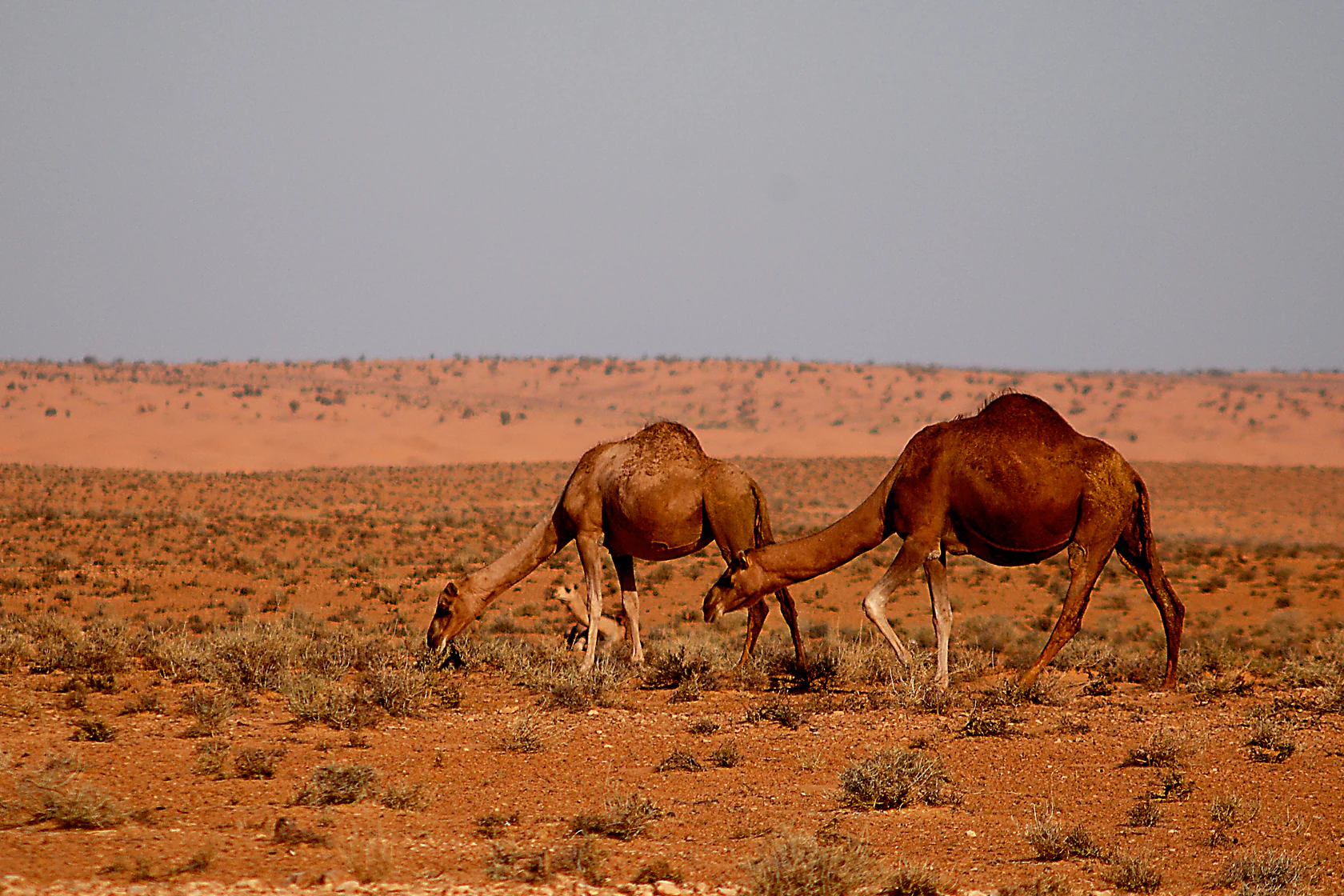 Two dromedary camels grazing on sparse vegetation in a desert landscape with reddish soil and clear sky