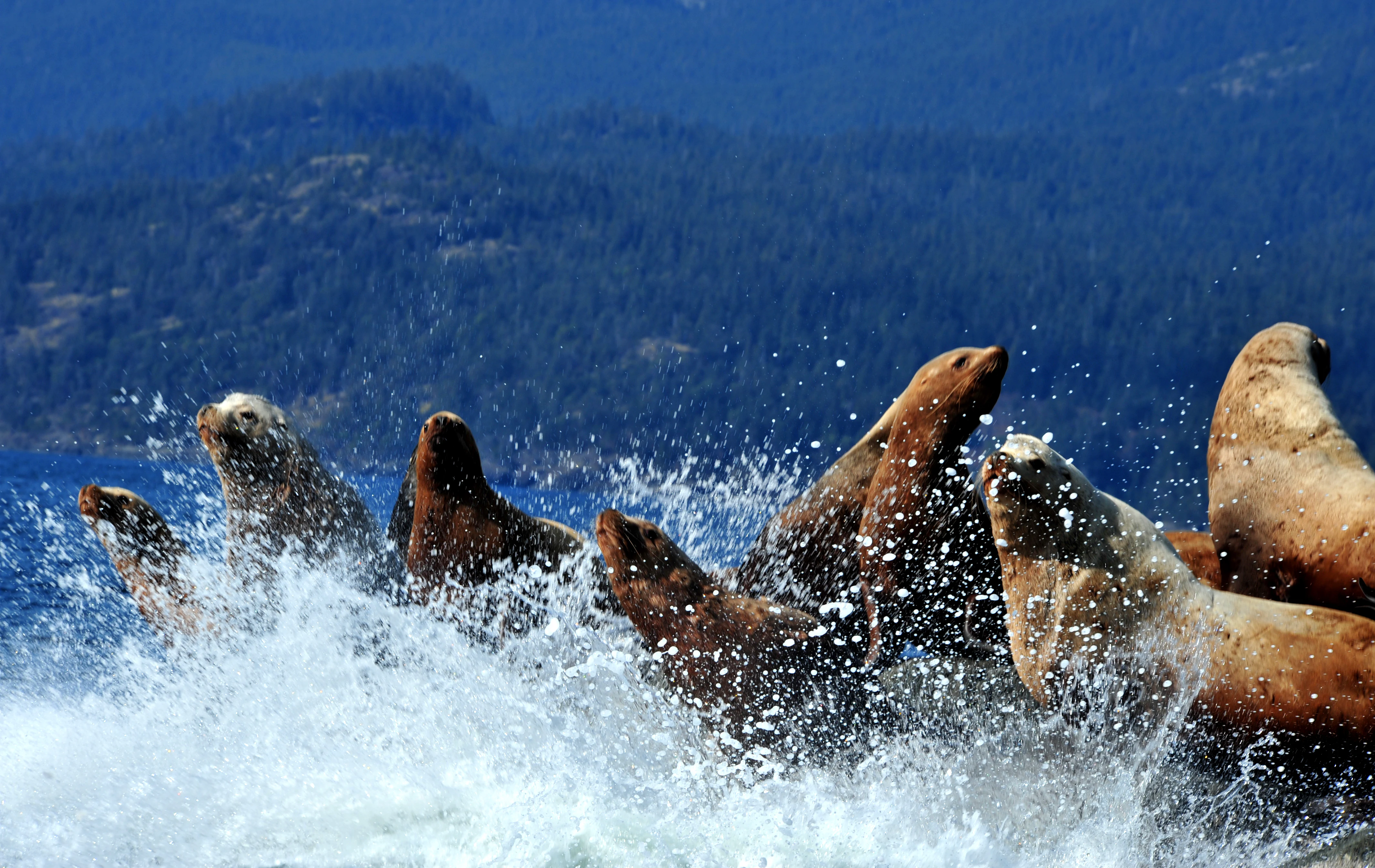 A group of Steller sea lions swimming in choppy, splashing water with a dark, forested shoreline visible in the background.