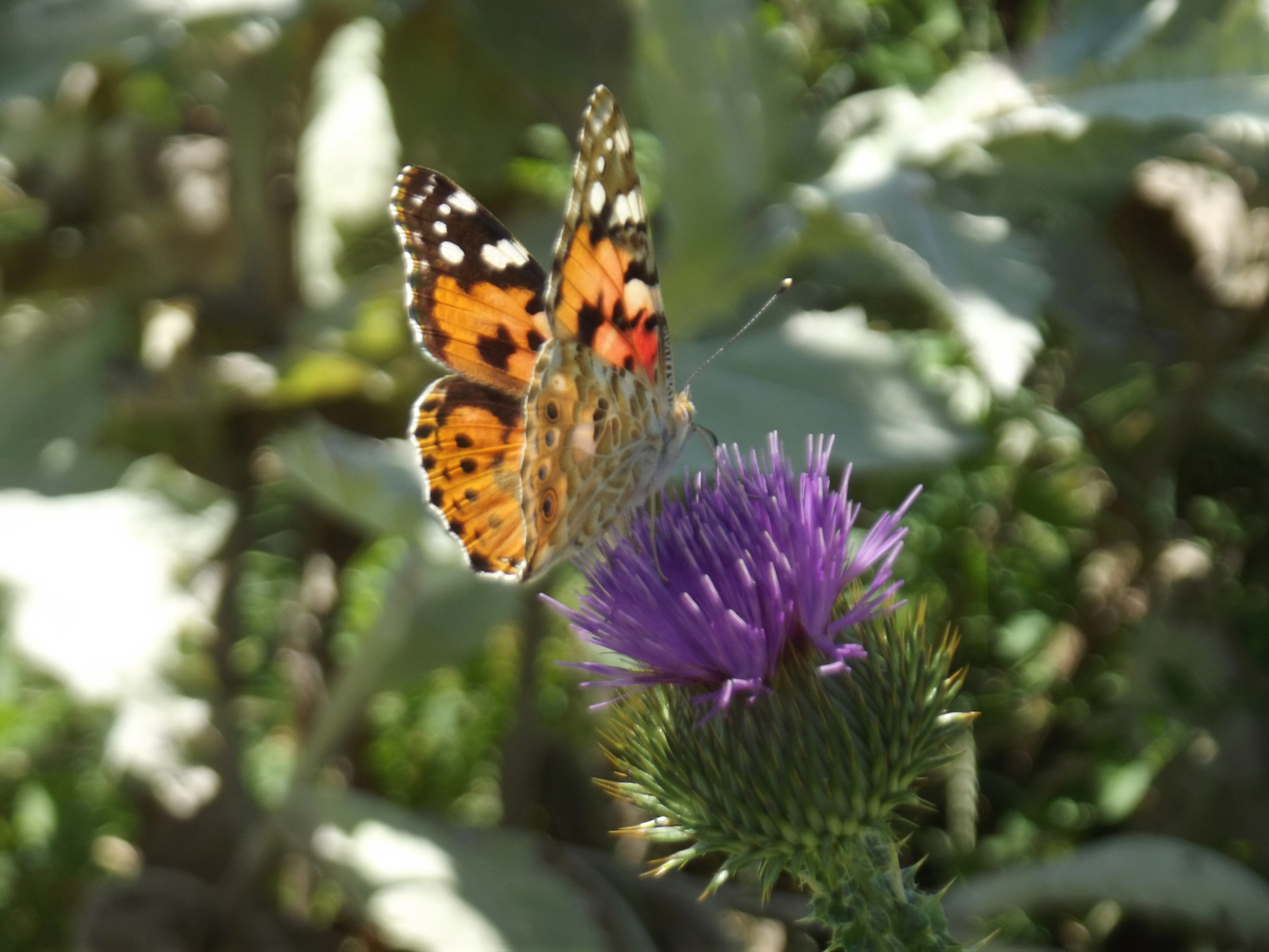Butterfly with orange, black, and white wing patterns resting on a purple thistle flower with spiky green leaves