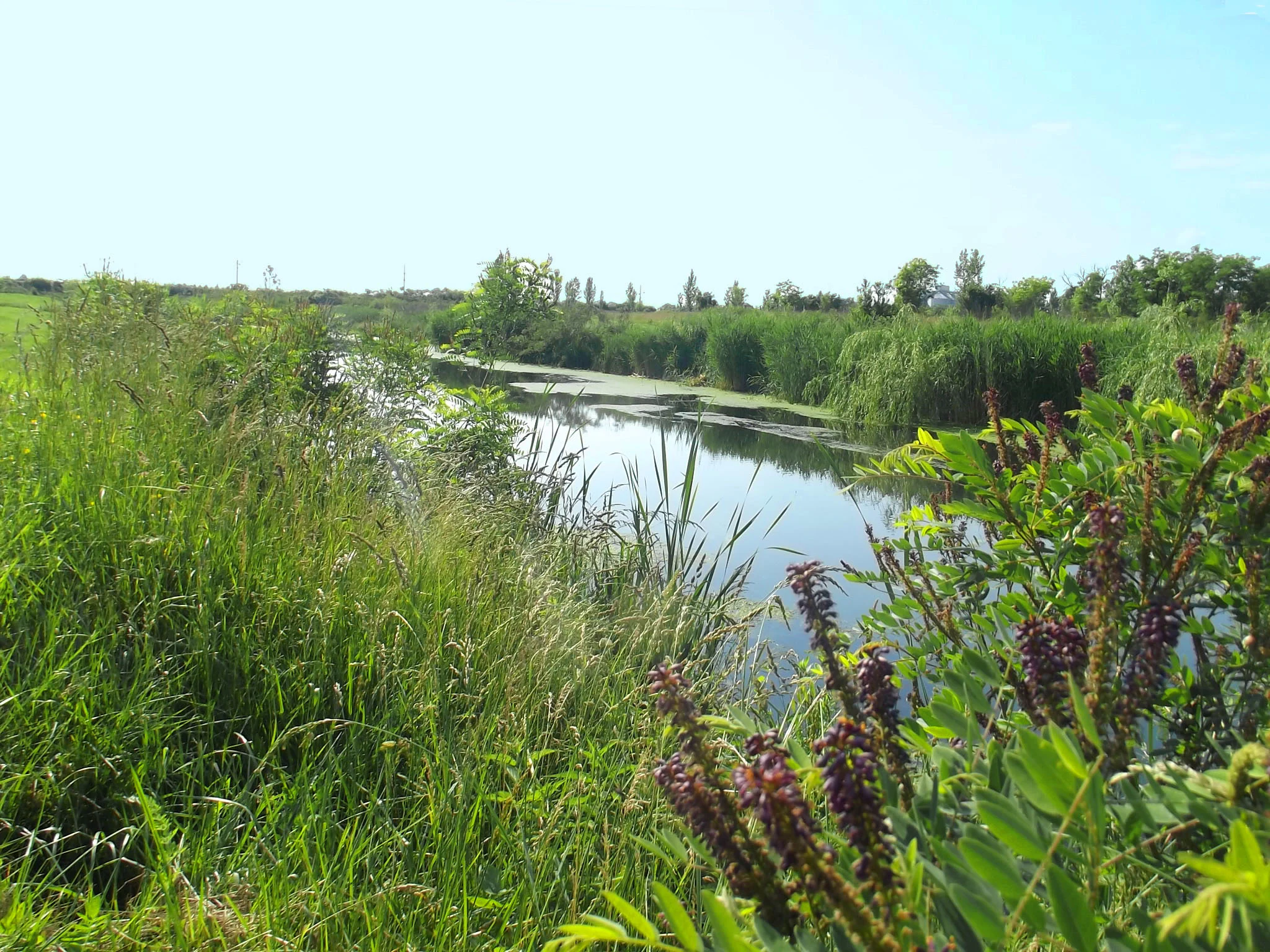 A river surrounded by tall green grasses and purple-flowered plants under a clear blue sky