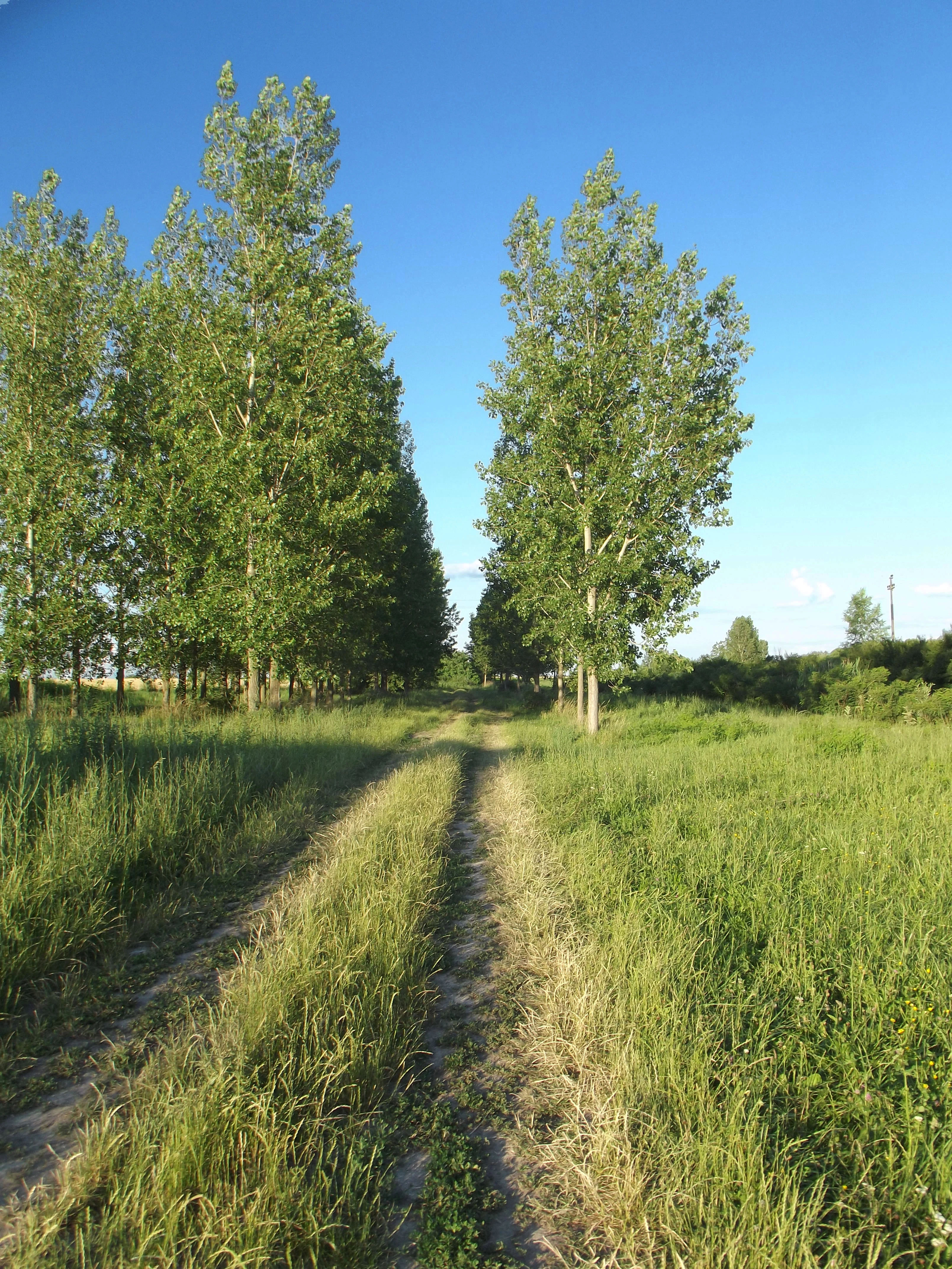 A dirt path flanked by tall green trees and grassy fields under a clear blue sky