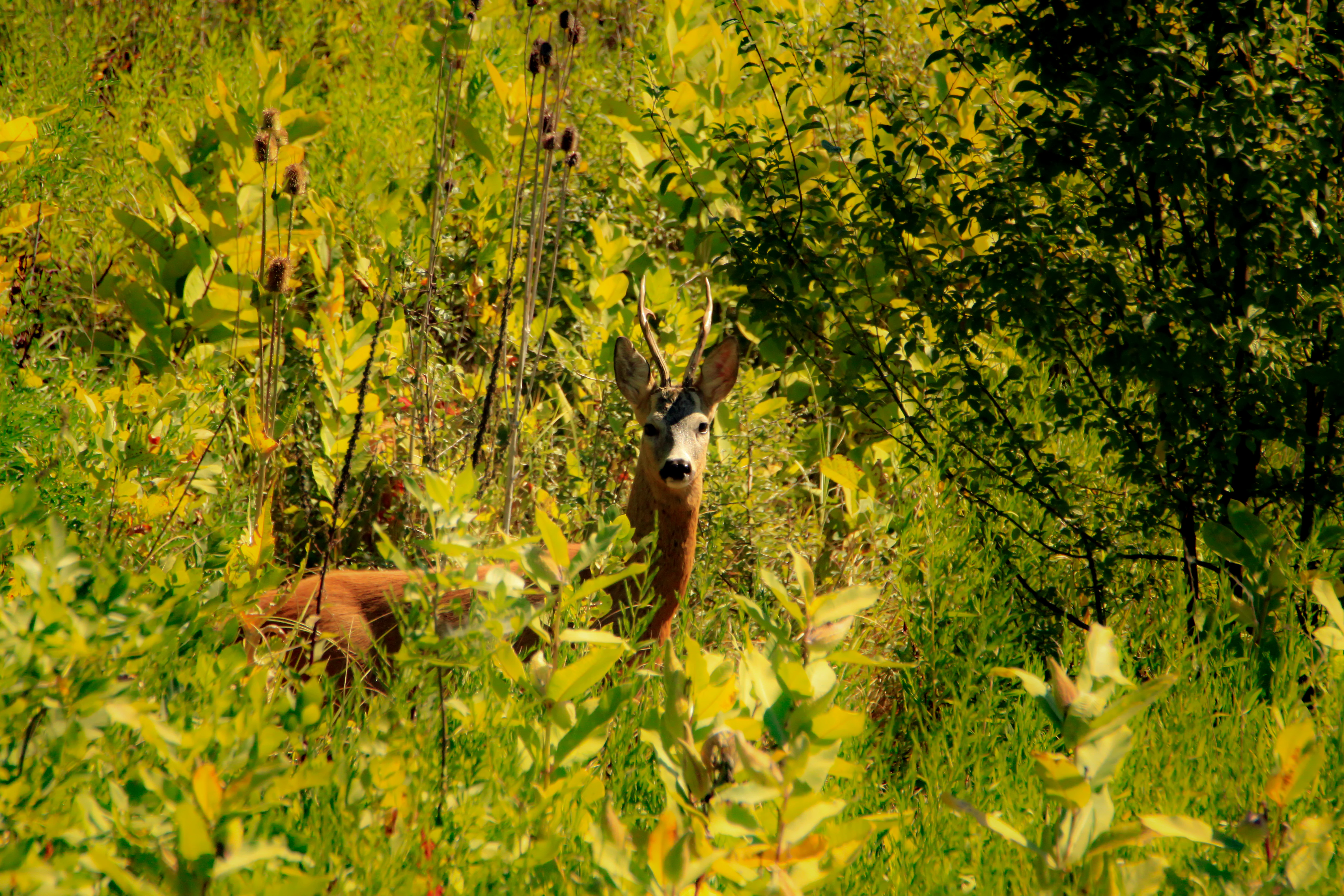 Roe deer standing among tall green plants and trees