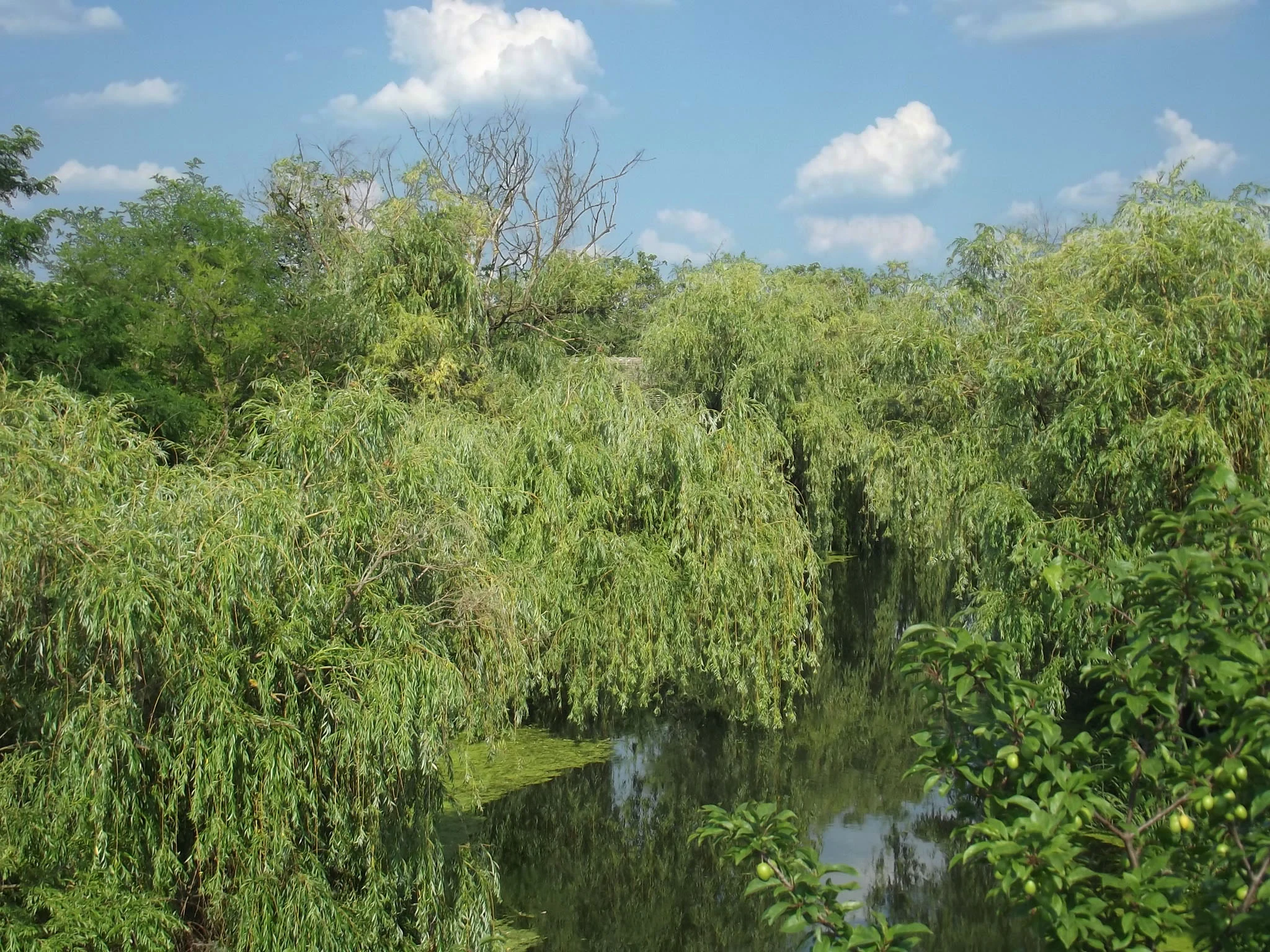 River with reflective water surrounded by dense green willow trees under a clear blue sky with scattered clouds